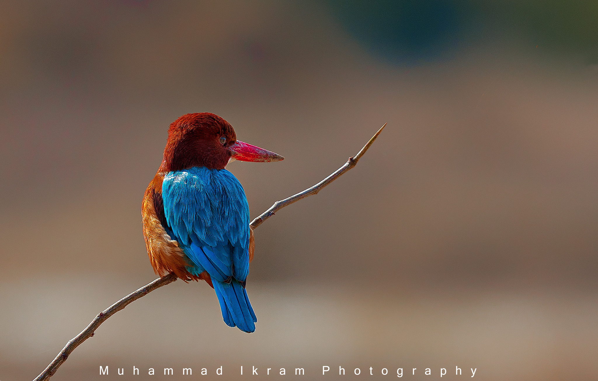 Canon EOS 5DS + Canon EF 400mm F2.8L IS USM sample photo. White throte king fisher 3 photography