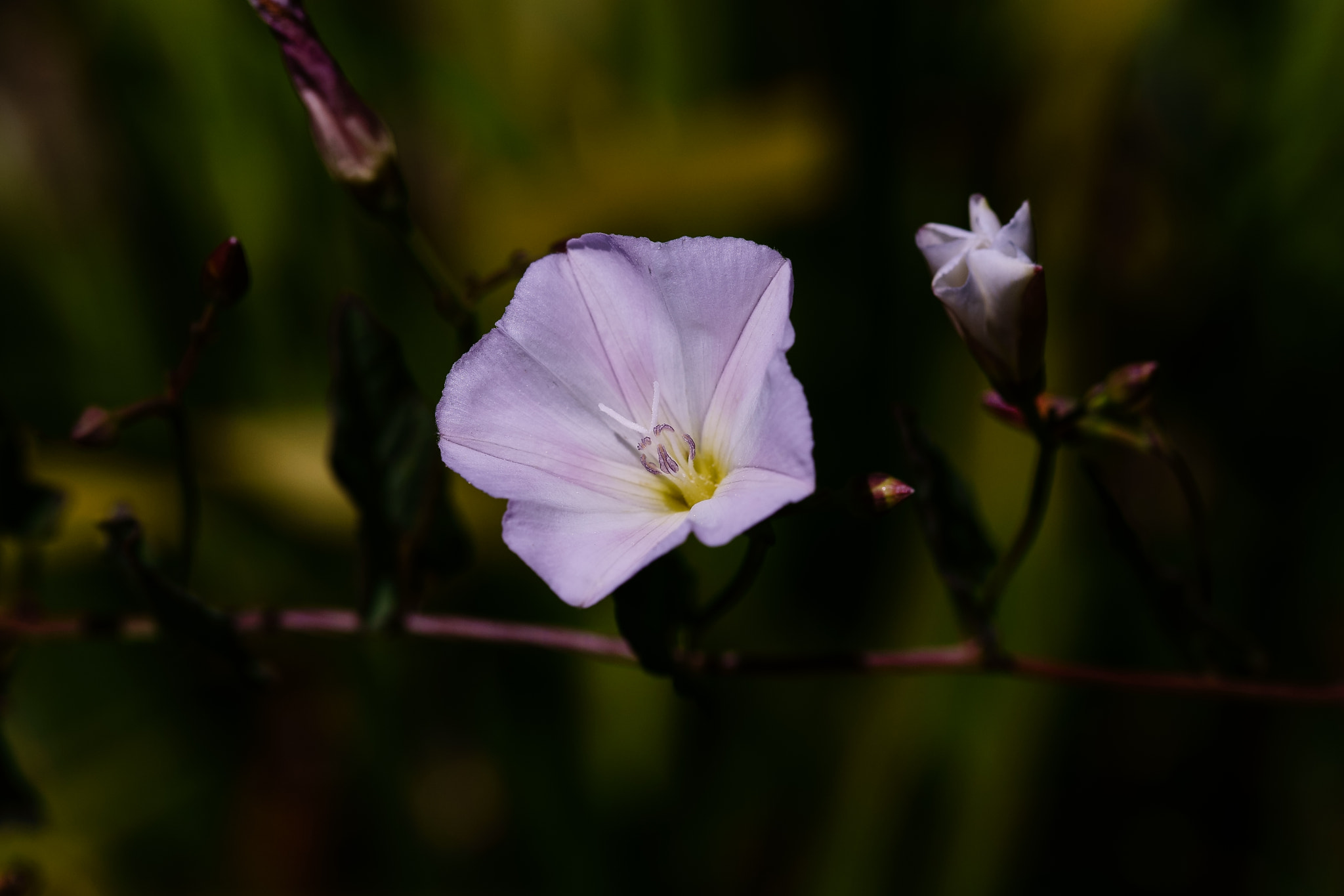 Sony a7 + 105mm F2.8 sample photo. Ml_20170126_03 photography