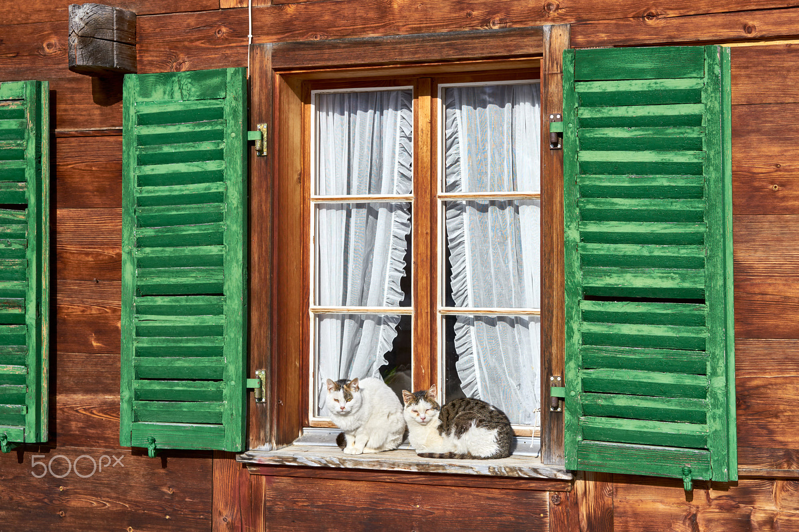 Sony Sonnar T* FE 55mm F1.8 ZA sample photo. Cats taking a winterly sunbath photography