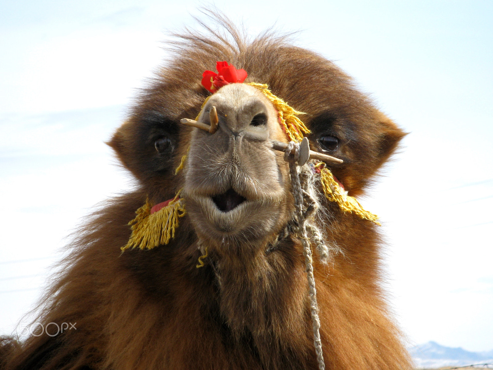 Canon PowerShot A2000 IS sample photo. Gobi desert camel photography