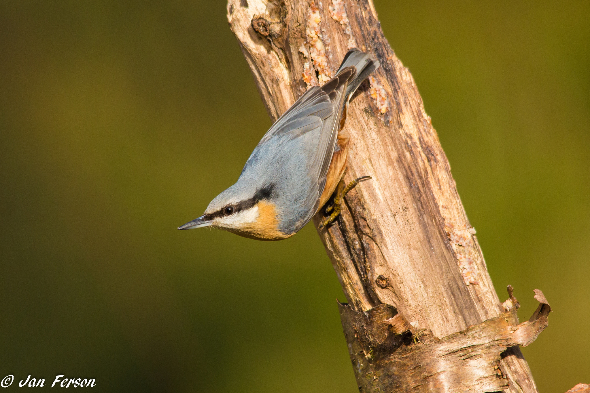 Canon EOS 6D + Sigma 150-500mm F5-6.3 DG OS HSM sample photo. Nuthatch photography