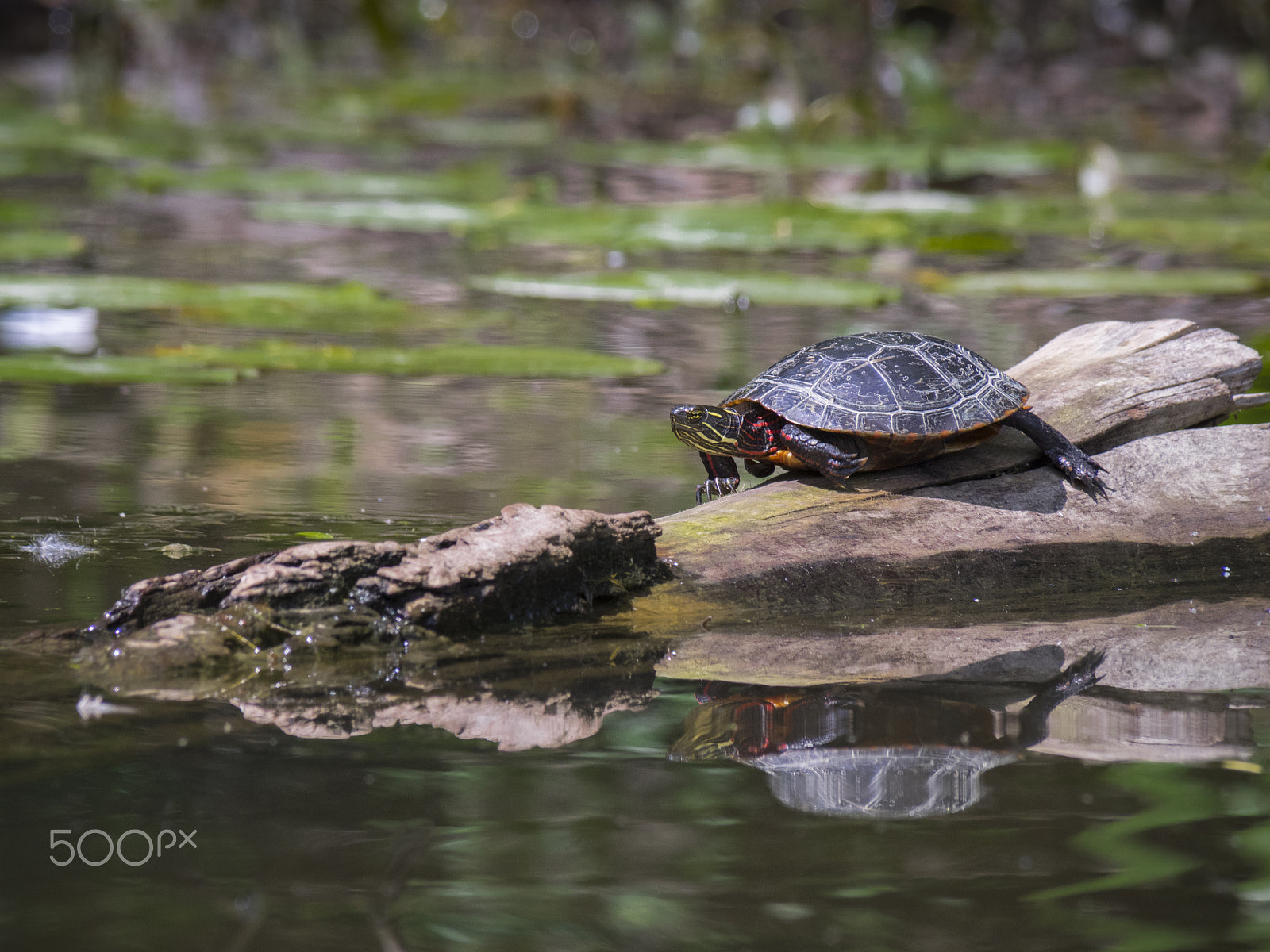 Olympus OM-D E-M1 sample photo. Painted turtle on wood photography