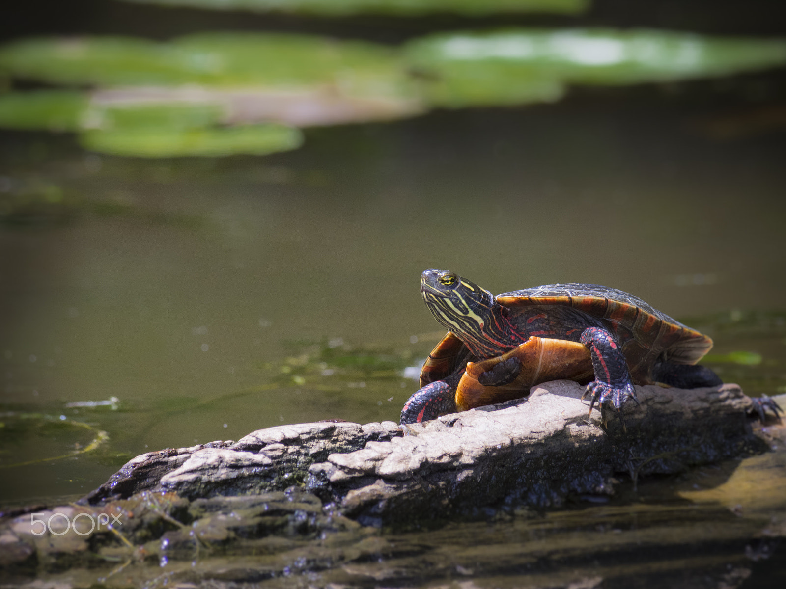 Olympus OM-D E-M1 sample photo. Painted turtle on wood photography