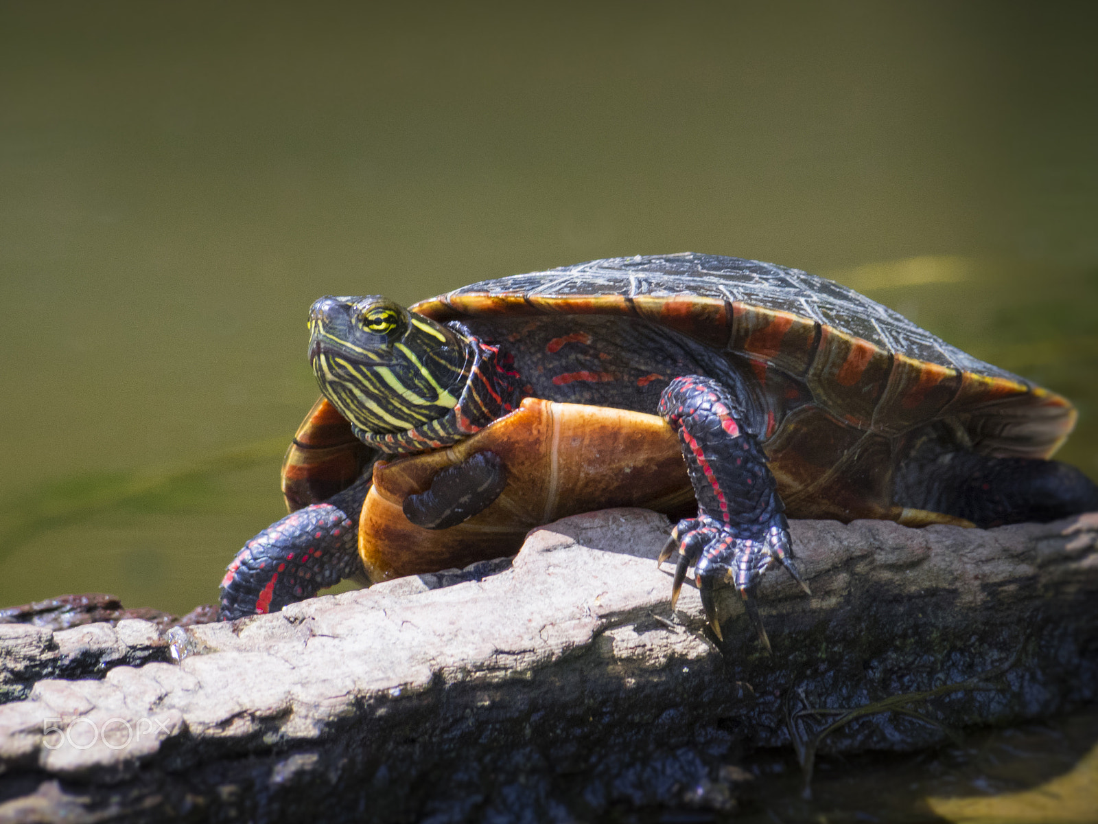 Olympus OM-D E-M1 sample photo. Painted turtle on wood photography
