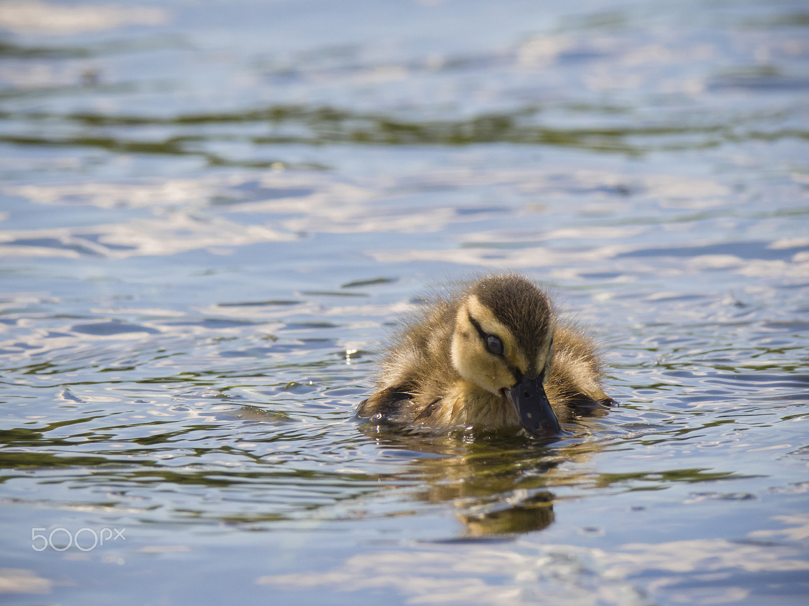 Olympus OM-D E-M1 sample photo. Little cute baby duck on water photography