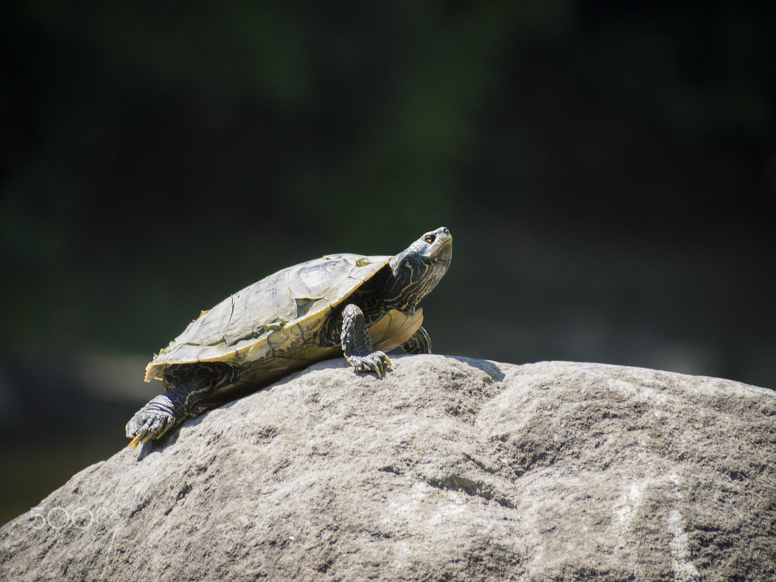 Olympus OM-D E-M1 + Panasonic Lumix G Vario 100-300mm F4-5.6 OIS sample photo. Northern map turtle taking sun on a rock photography