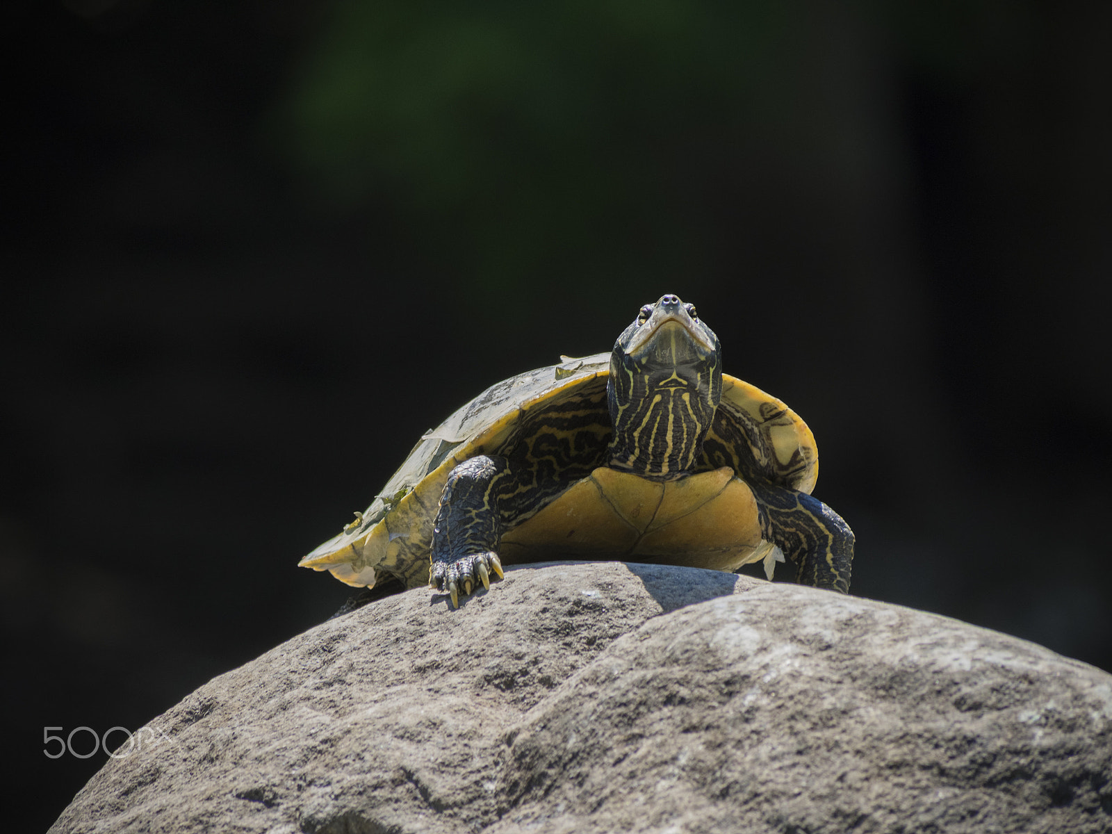 Olympus OM-D E-M1 + Panasonic Lumix G Vario 100-300mm F4-5.6 OIS sample photo. Northern map turtle taking sun on a rock photography