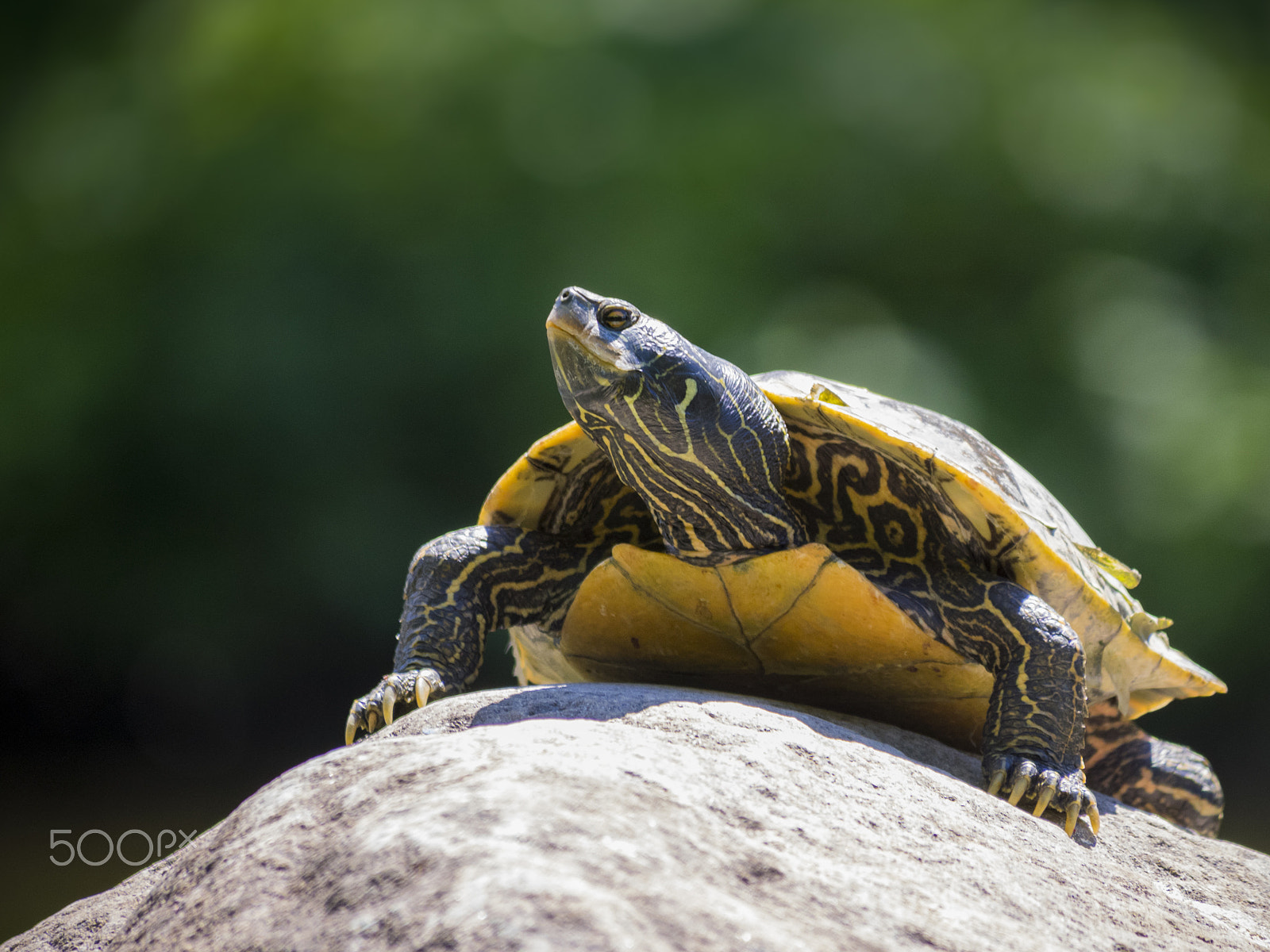 Olympus OM-D E-M1 sample photo. Northern map turtle taking sun on a rock photography