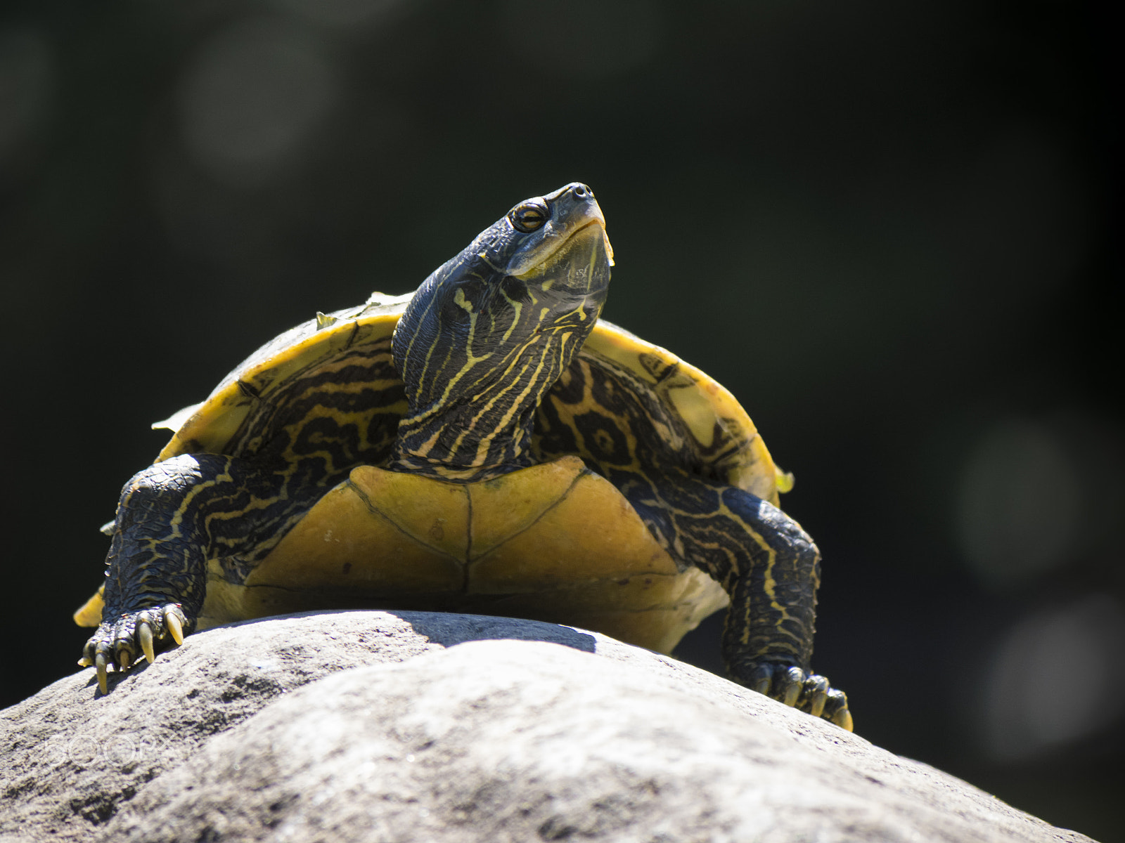 Olympus OM-D E-M1 sample photo. Northern map turtle taking sun on a rock photography