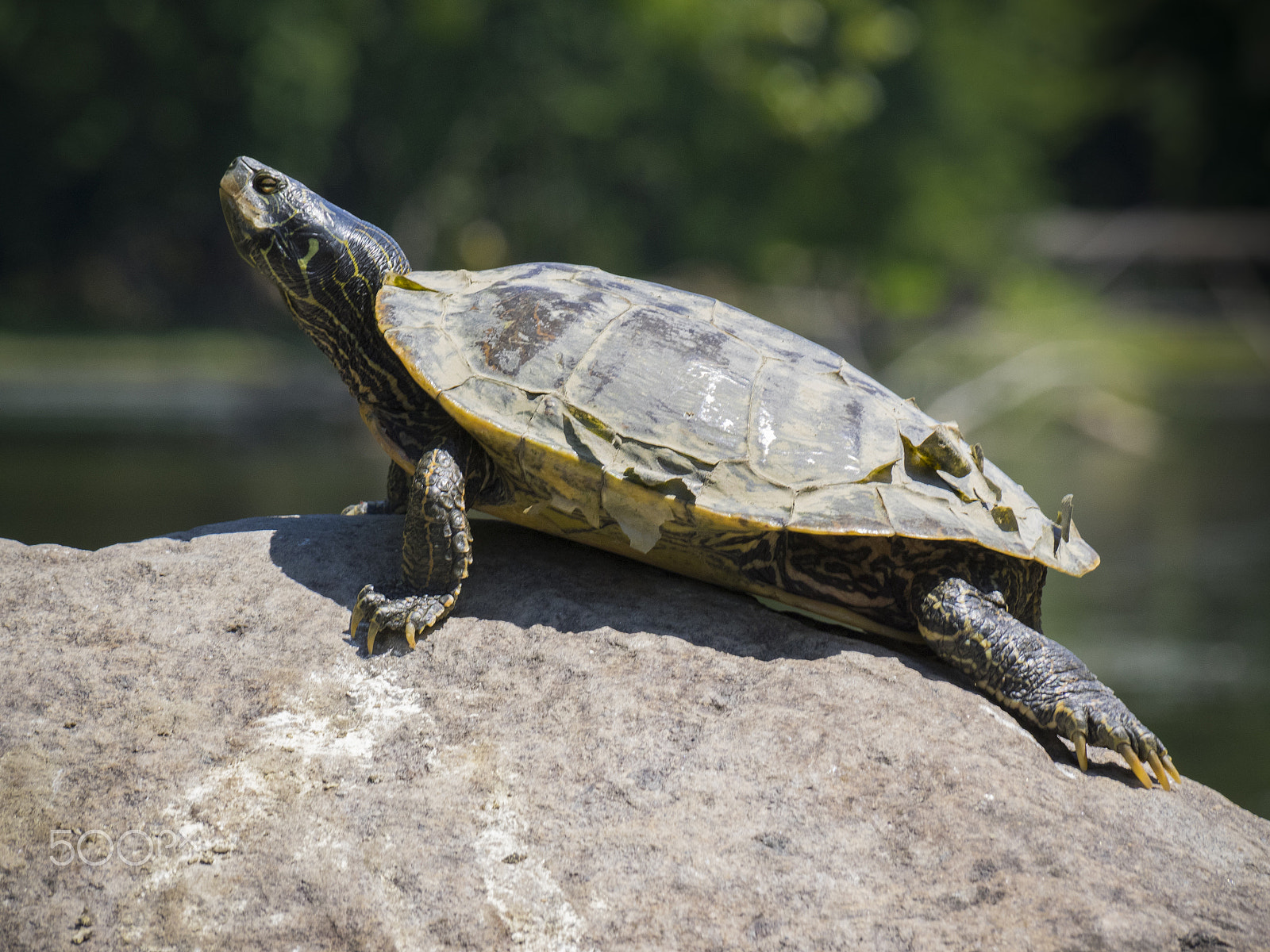 Olympus OM-D E-M1 sample photo. Northern map turtle taking sun on a rock photography