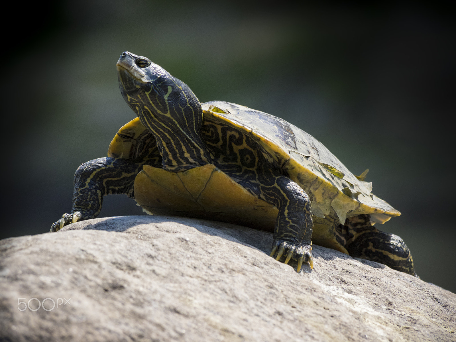 Olympus OM-D E-M1 sample photo. Northern map turtle taking sun on a rock photography