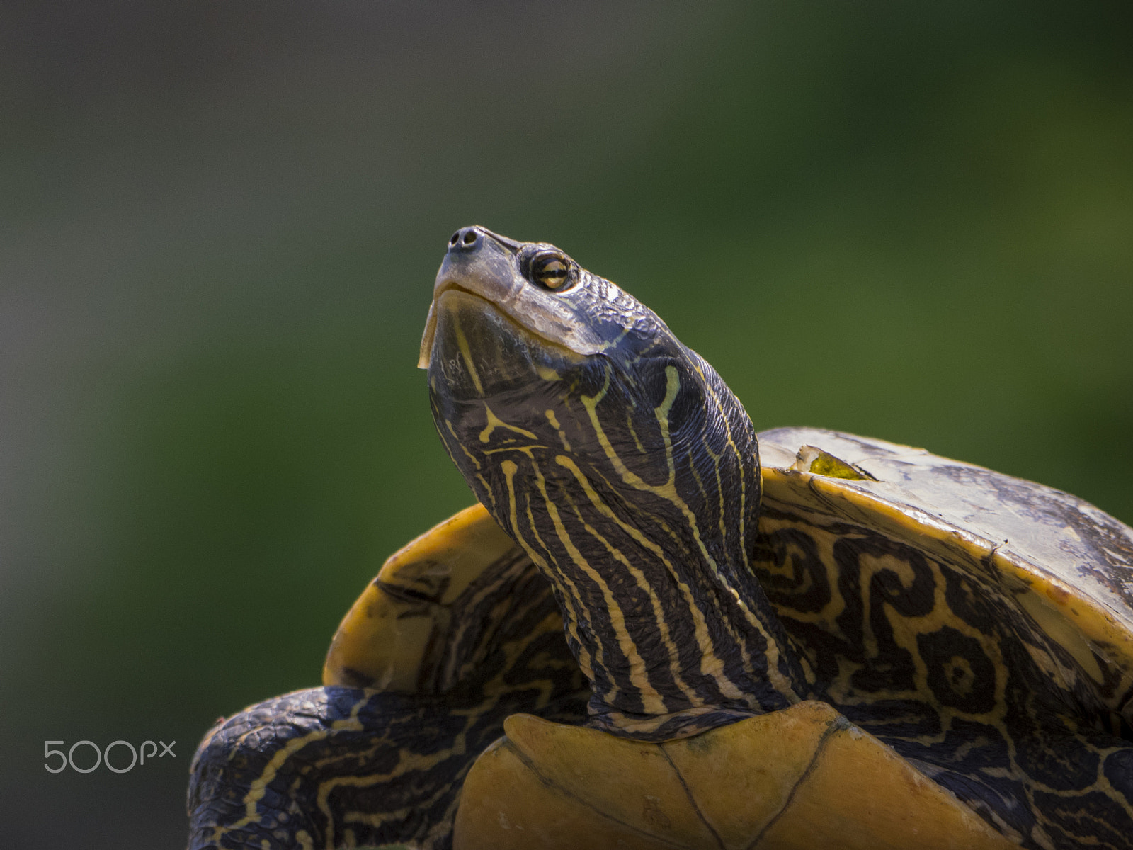 Olympus OM-D E-M1 sample photo. Northern map turtle taking sun on a rock photography