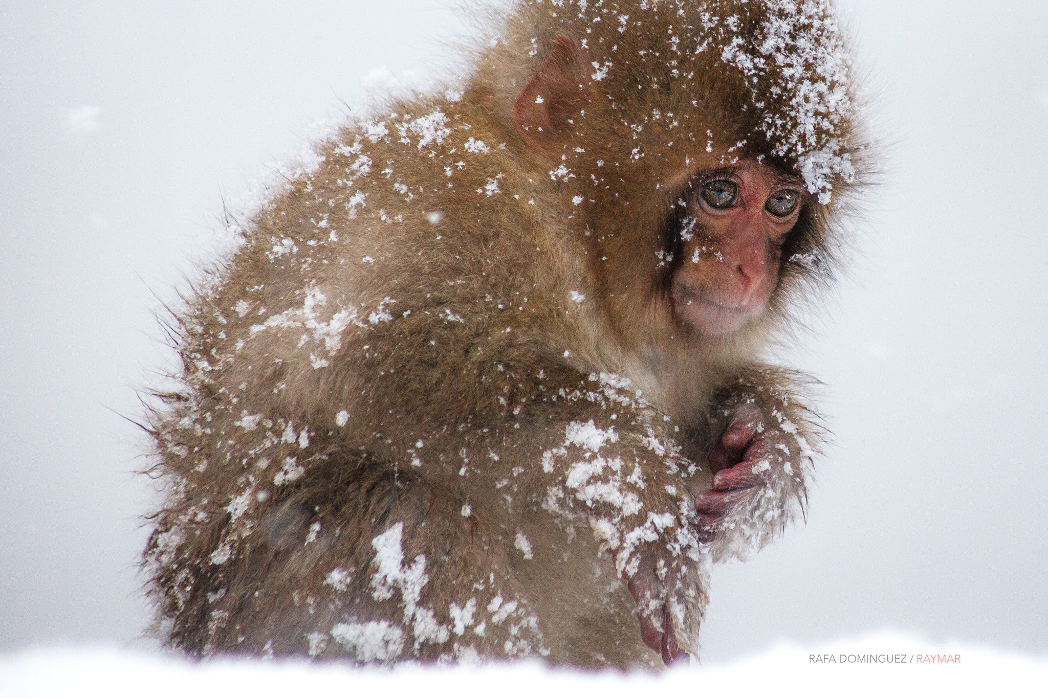 EF75-300mm f/4-5.6 sample photo. Tenderness photography