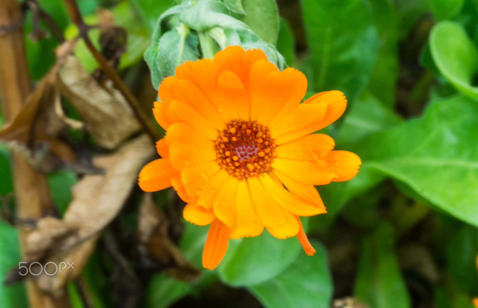 Sony DT 18-200mm F3.5-6.3 sample photo. Flower photography