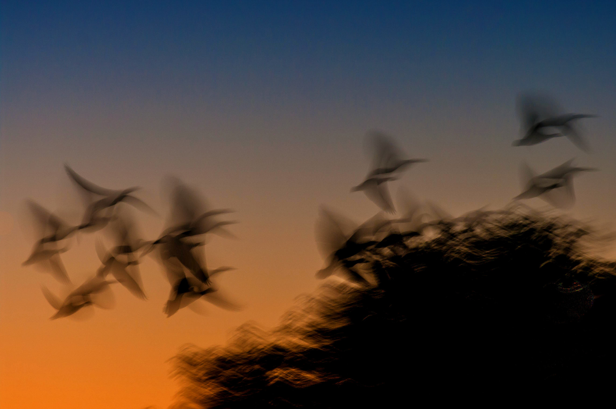 Pentax K20D sample photo. Evening flight i photography