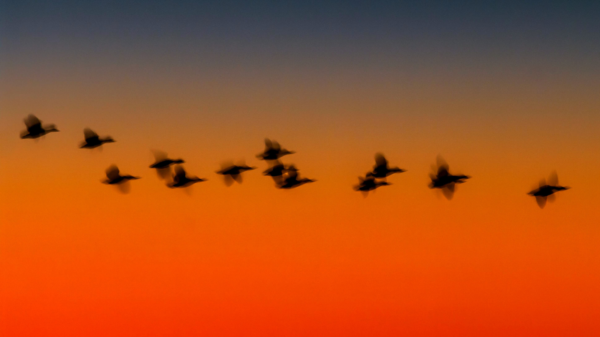 Pentax K20D sample photo. Evening flight ii photography