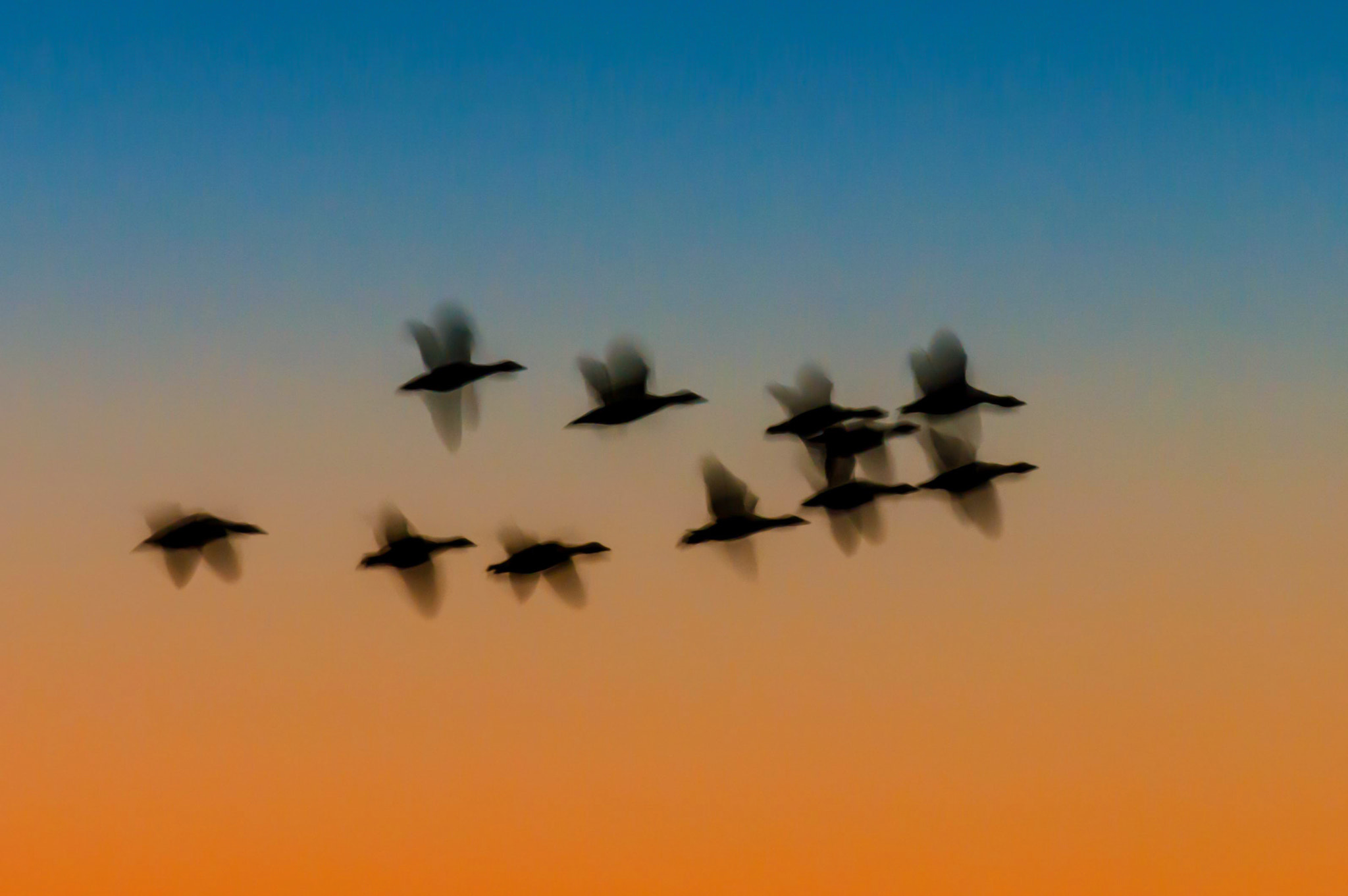 Pentax K20D + Pentax smc DA* 300mm F4.0 ED (IF) SDM sample photo. Evening flight iii photography