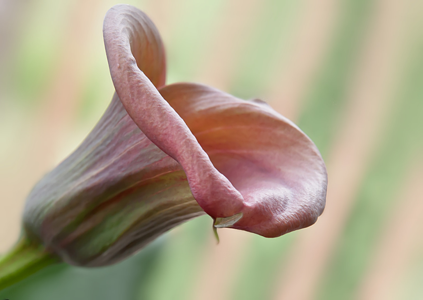 Tamron 18-270mm F3.5-6.3 Di II PZD sample photo. Kielich photography