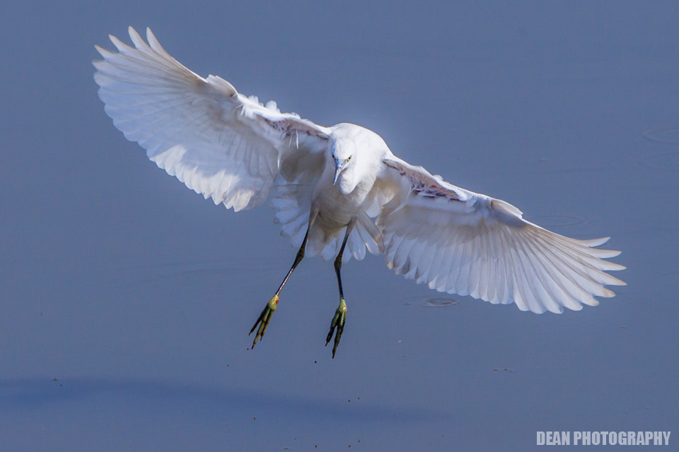 Canon EOS-1D Mark IV sample photo. Landing photography