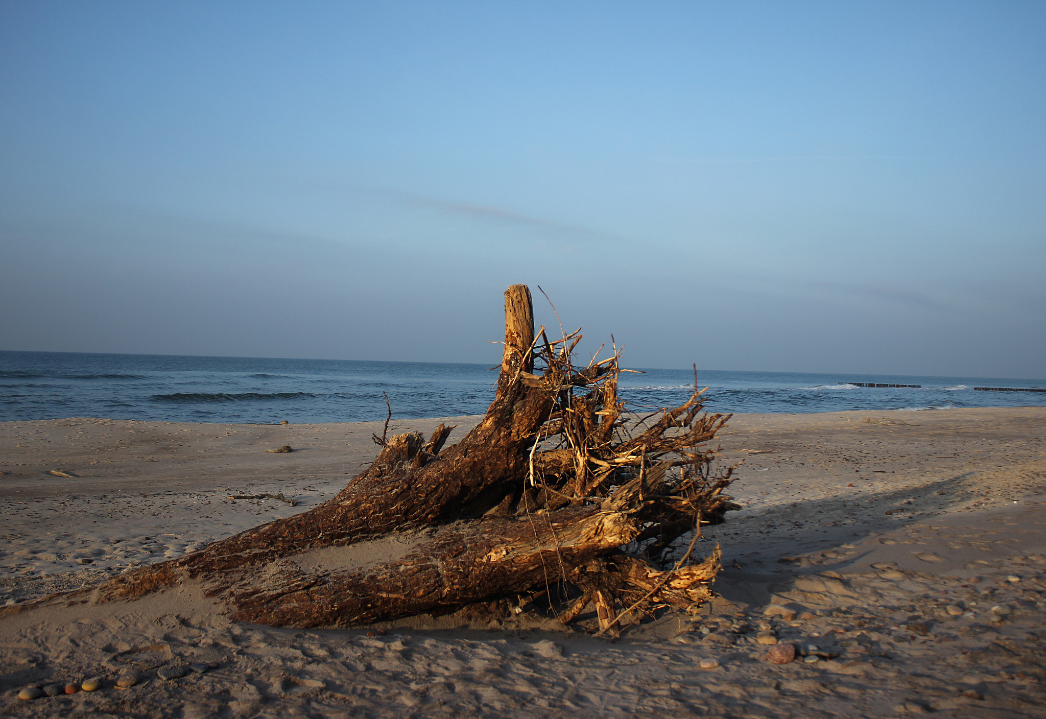 Canon EF-S 18-55mm F3.5-5.6 IS sample photo. An old tree photography