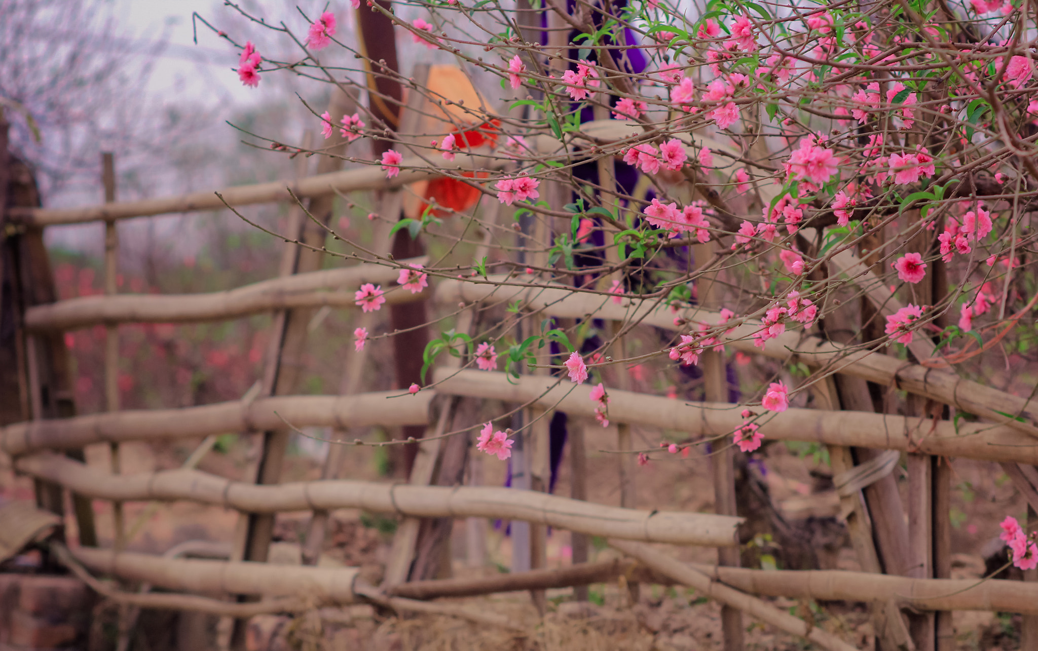 Canon EOS 60D + Canon EF 100mm F2.0 USM sample photo