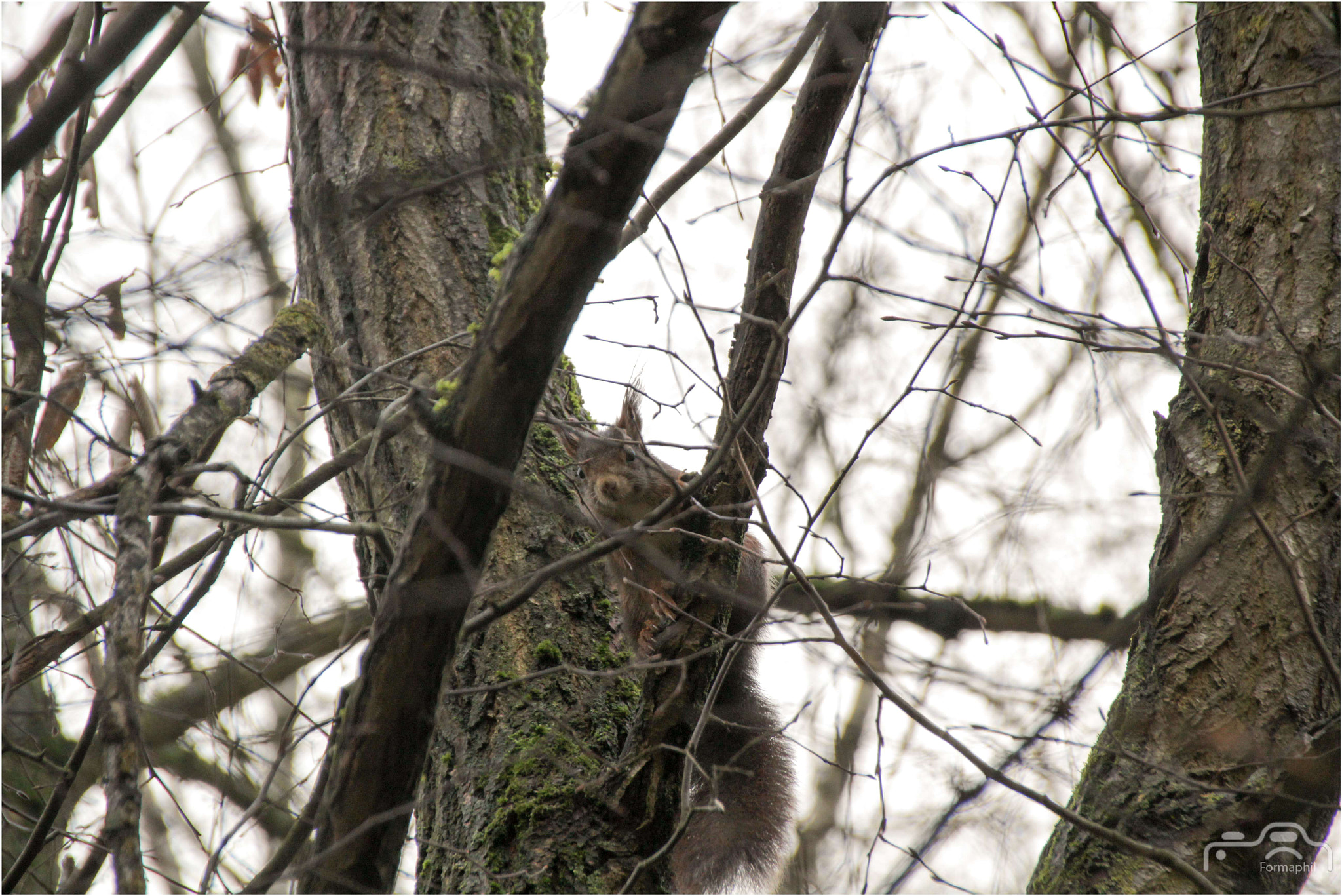 Canon EOS 1200D (EOS Rebel T5 / EOS Kiss X70 / EOS Hi) sample photo. Formaphil animaux photography