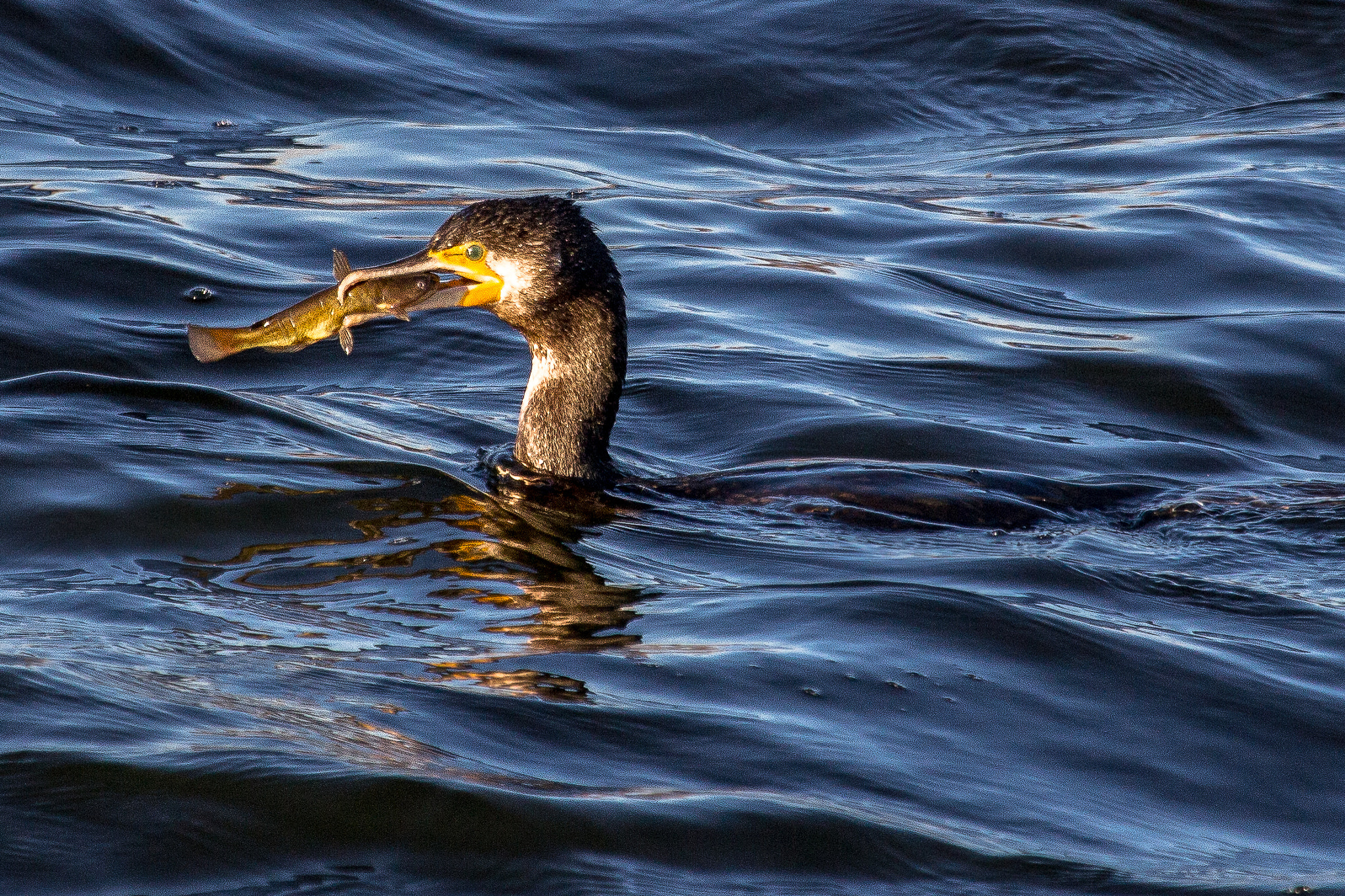Canon EF 100-400mm F4.5-5.6L IS USM sample photo. Great cormorant photography