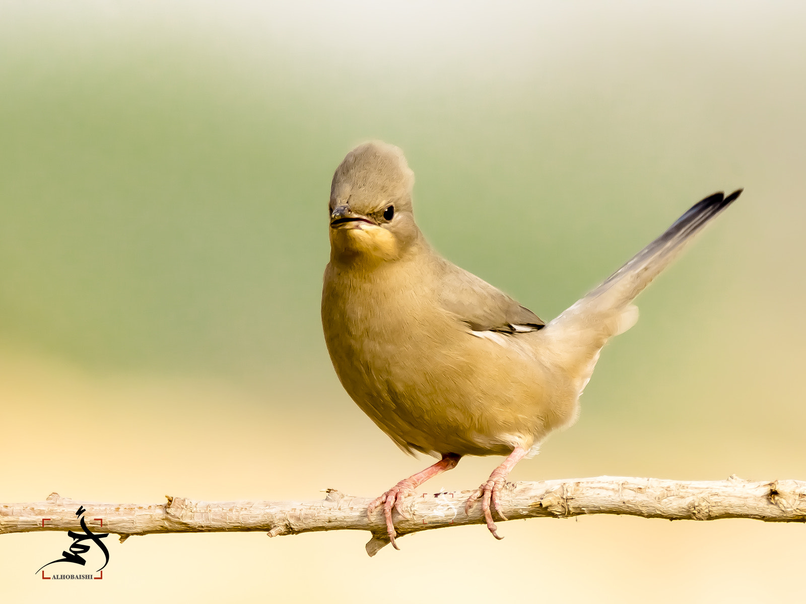 Nikon D7200 + Sigma 150-600mm F5-6.3 DG OS HSM | S sample photo. Grey hypocolius (female) photography