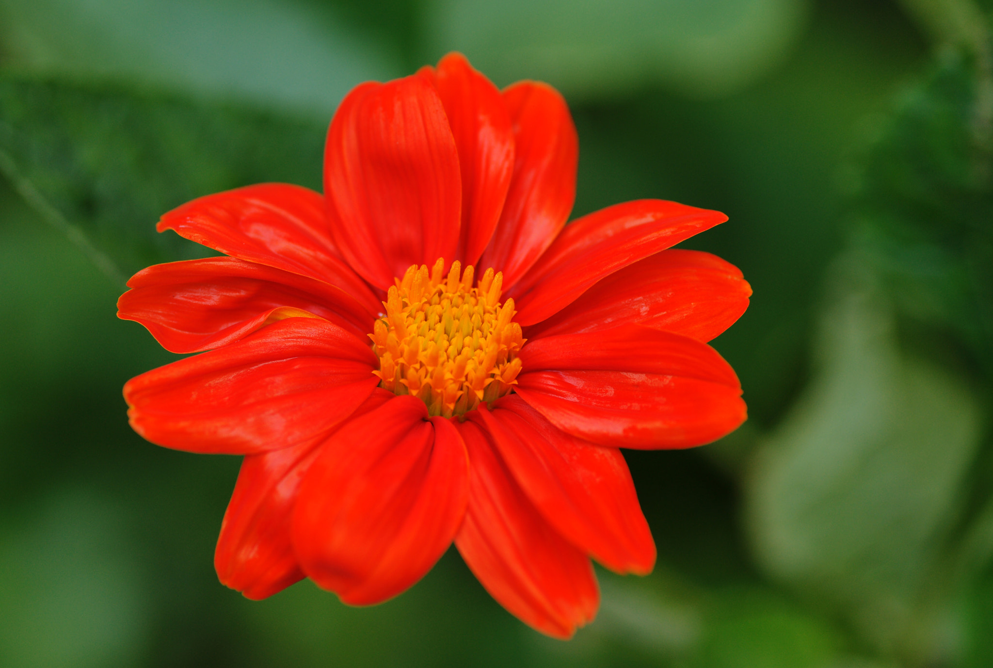 Sony Alpha DSLR-A850 sample photo. Red flower photography