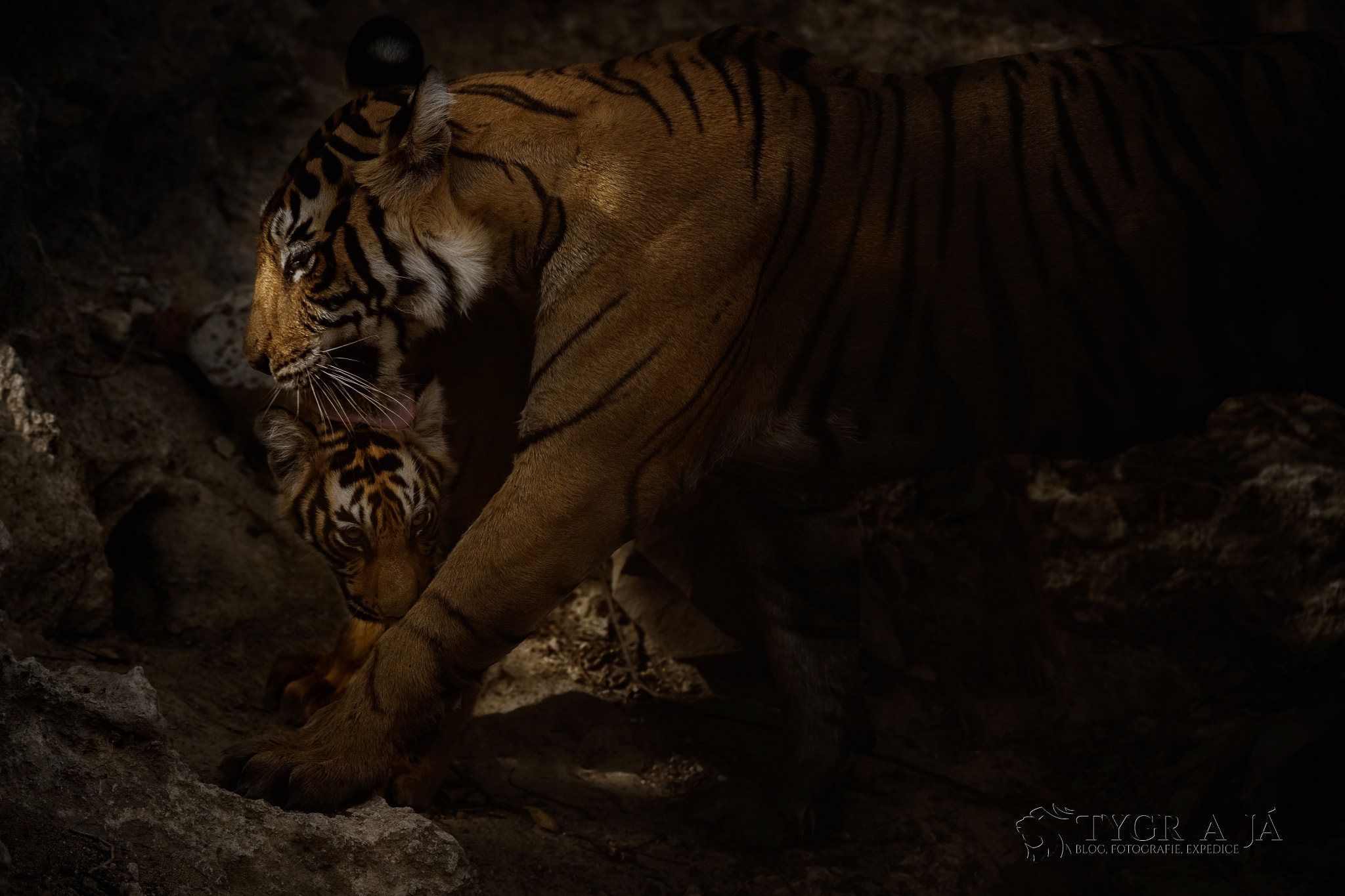 Canon EF 300mm F2.8L IS II USM sample photo. Tigers photography