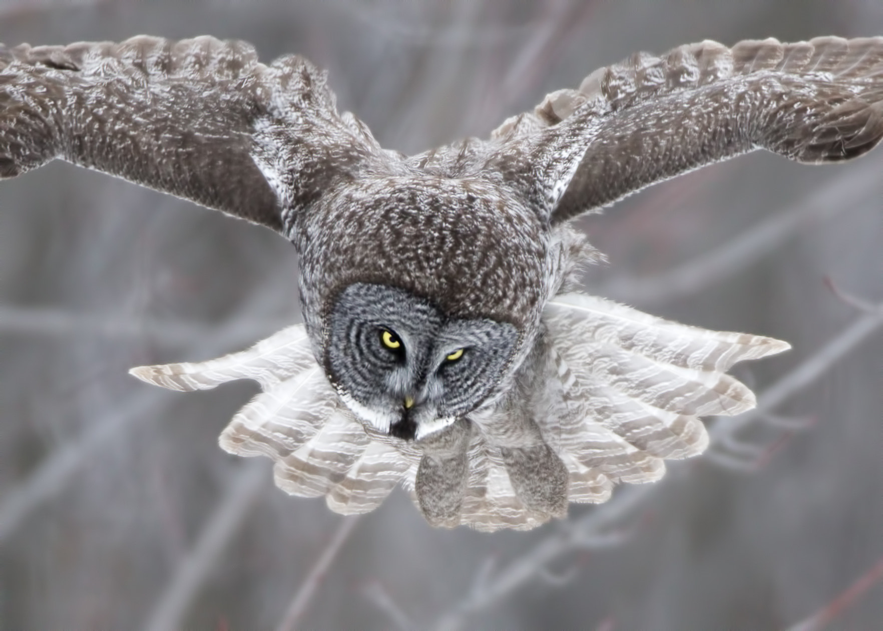 Canon EF 600mm f/4L IS sample photo. Great grey owl ( chouette lapone ) photography