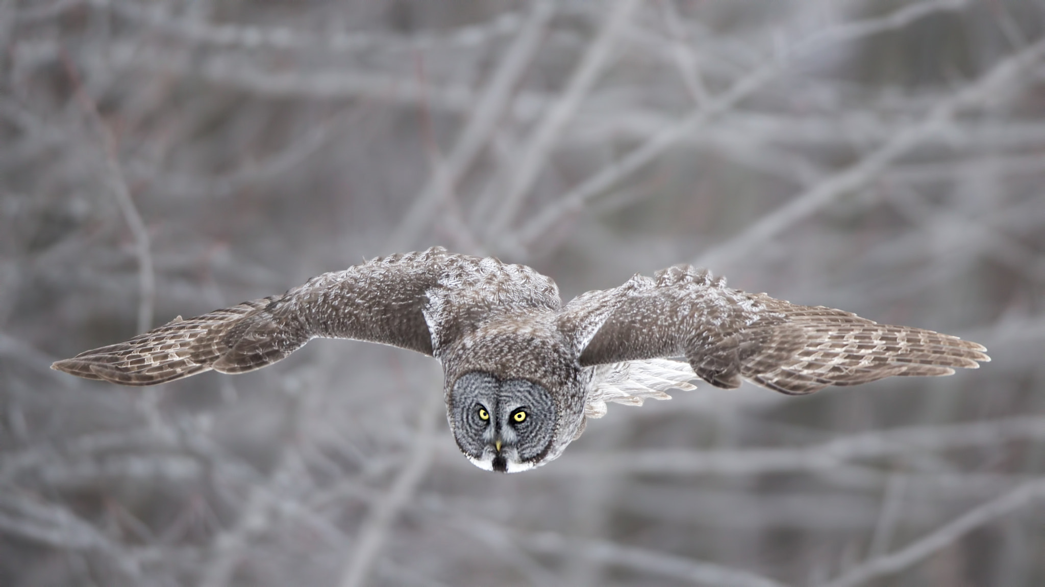Canon EF 600mm f/4L IS sample photo. Great grey owl ( chouette lapone ) photography
