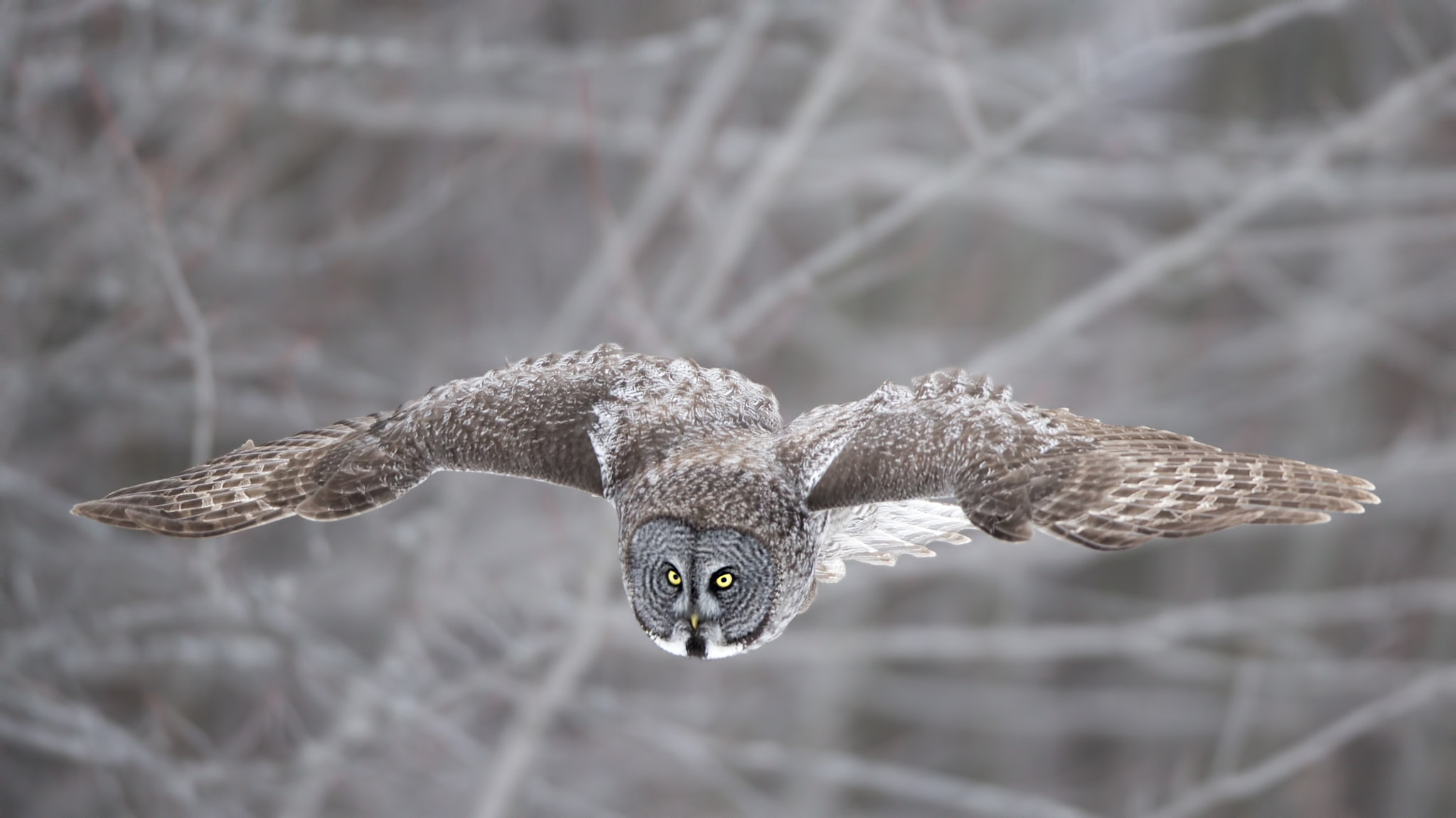 Canon EOS-1D X + Canon EF 600mm f/4L IS sample photo. Great grey owl ( chouette lapone ) photography