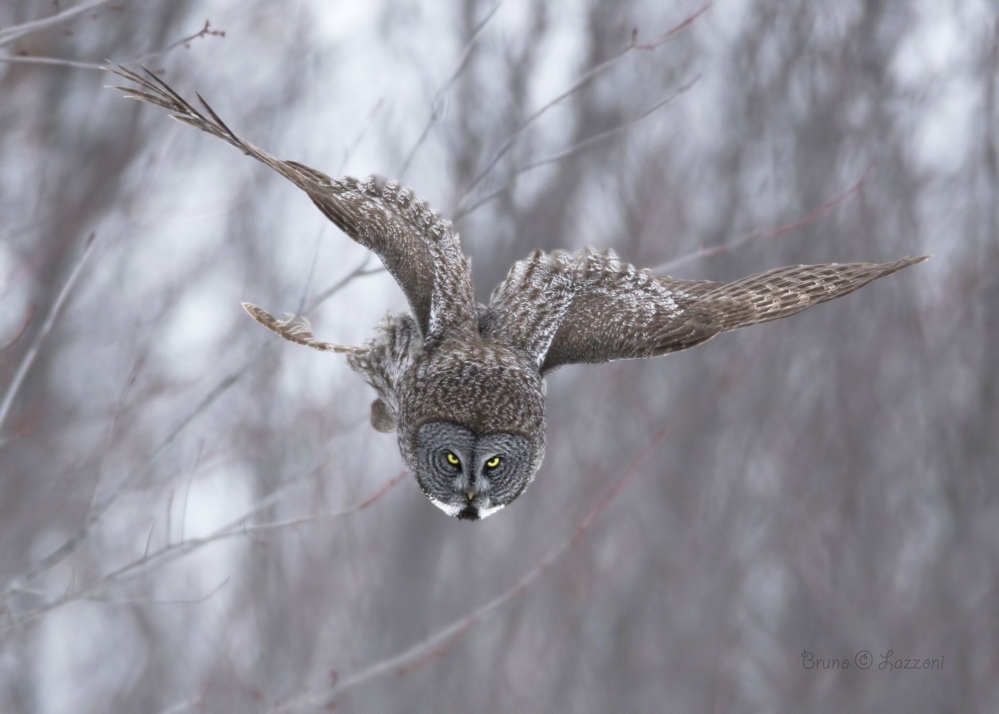 Canon EOS-1D X + Canon EF 600mm f/4L IS sample photo. Great grey owl ( chouette lapone ) photography