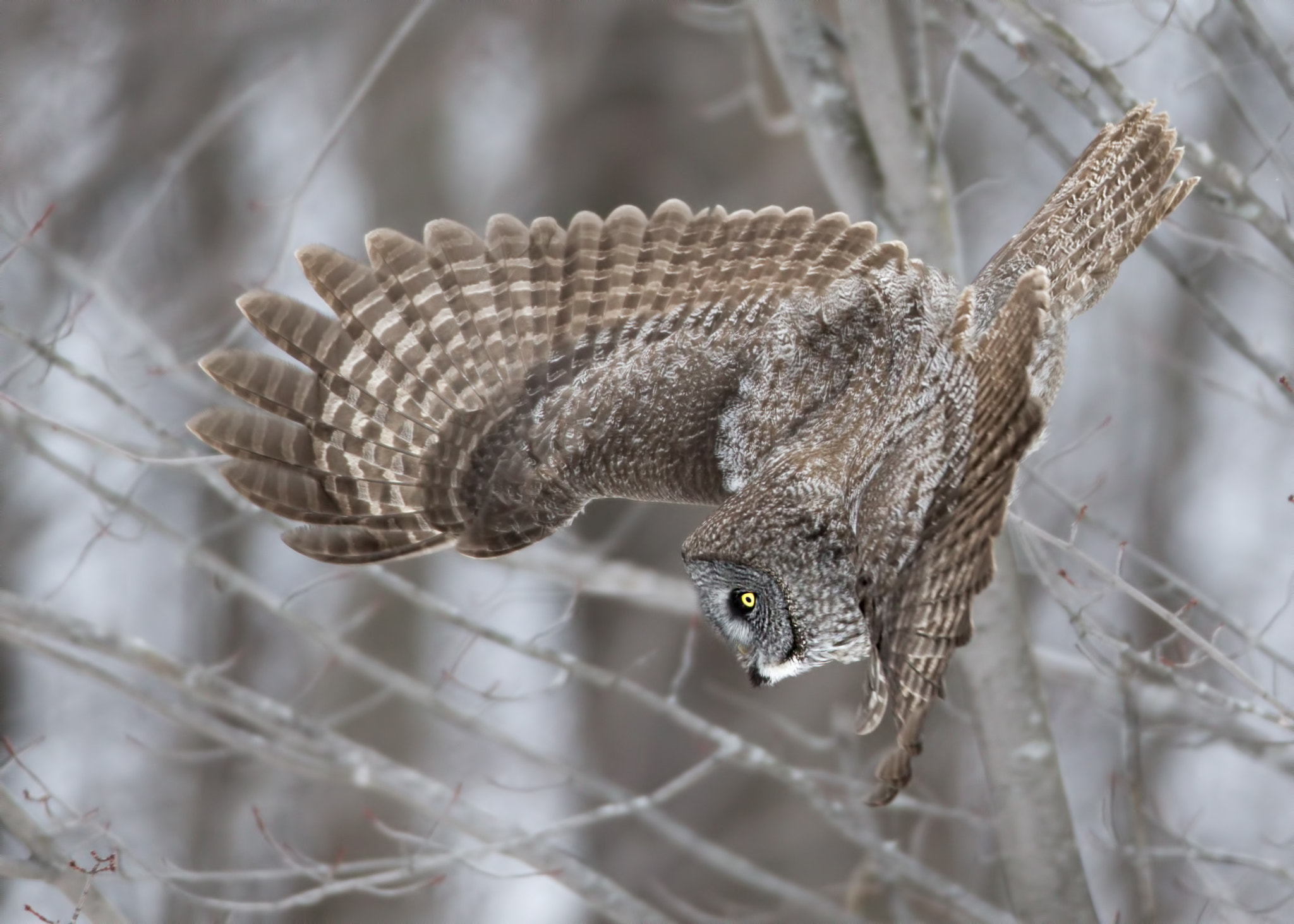 Canon EF 600mm f/4L IS sample photo. Great grey owl ( chouette lapone ) photography