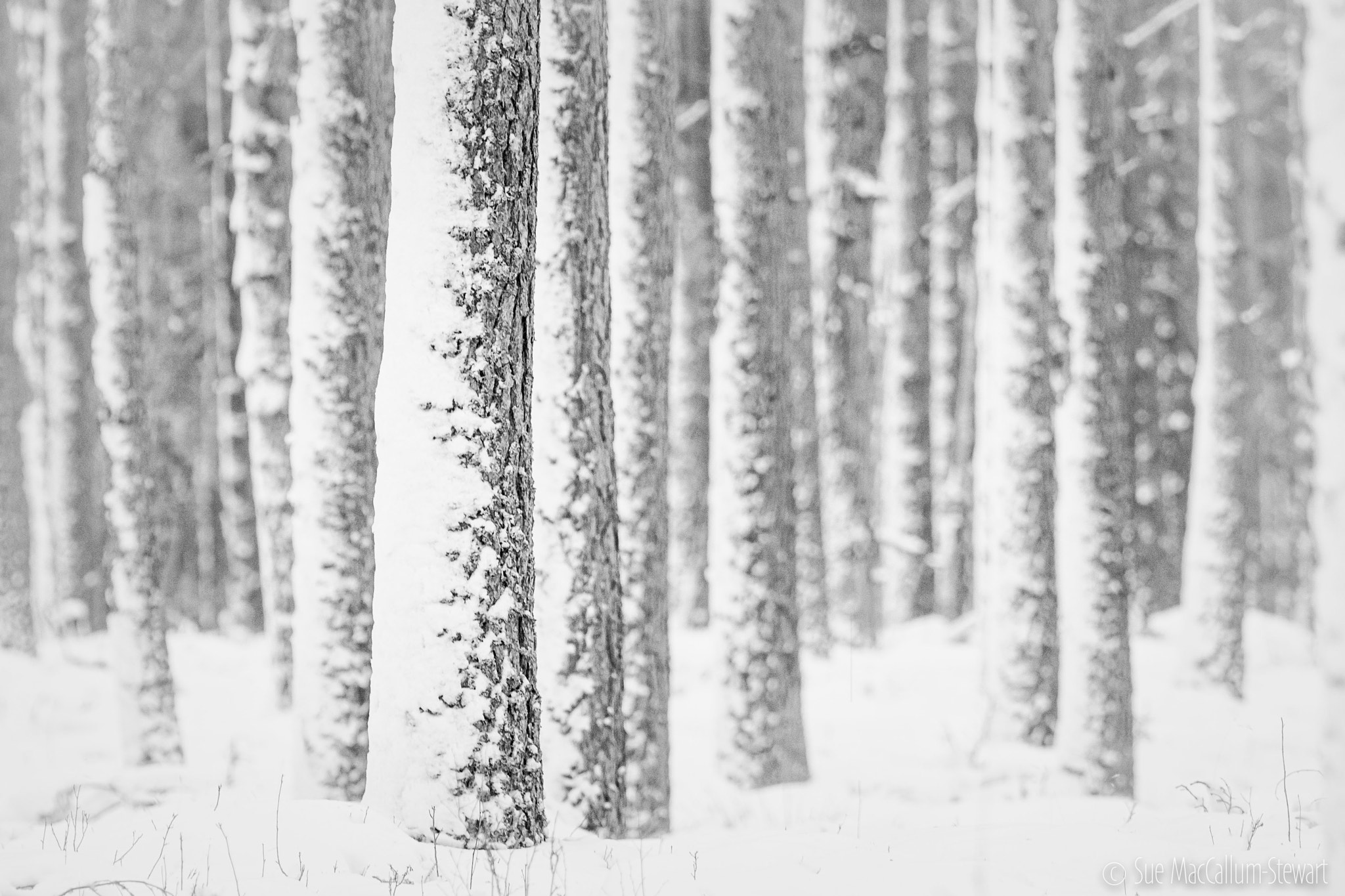 Olympus OM-D E-M1 sample photo. Winter woodland photography
