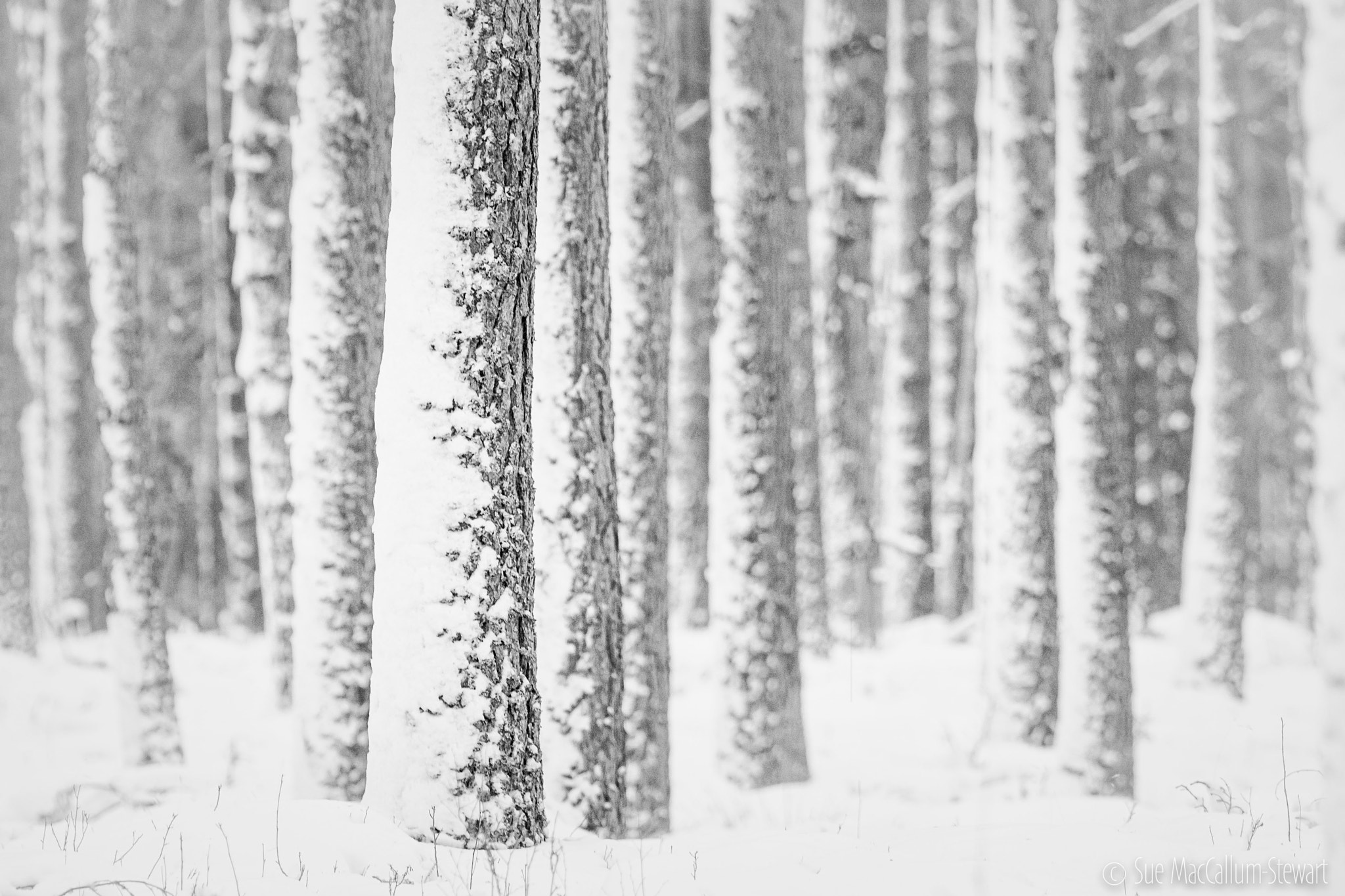 Olympus OM-D E-M1 + OLYMPUS M.300mm F4.0 sample photo. Winter woodland photography