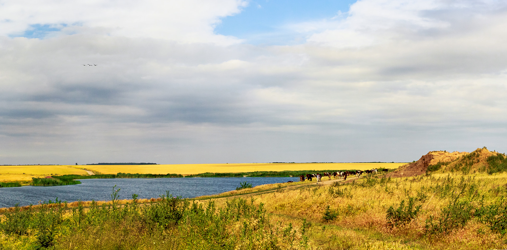 Tokina AT-X 12-28mm F4 Pro DX sample photo. Summer, water, yellow, cows photography