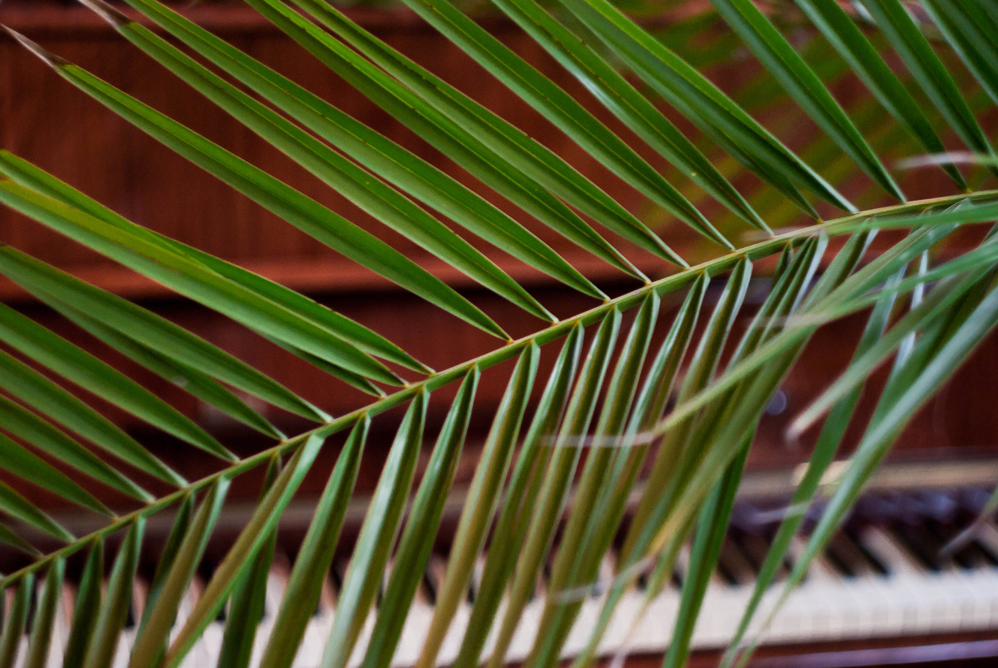 Pentax K-m (K2000) + A Series Lens sample photo. P&p (piano&palm) photography
