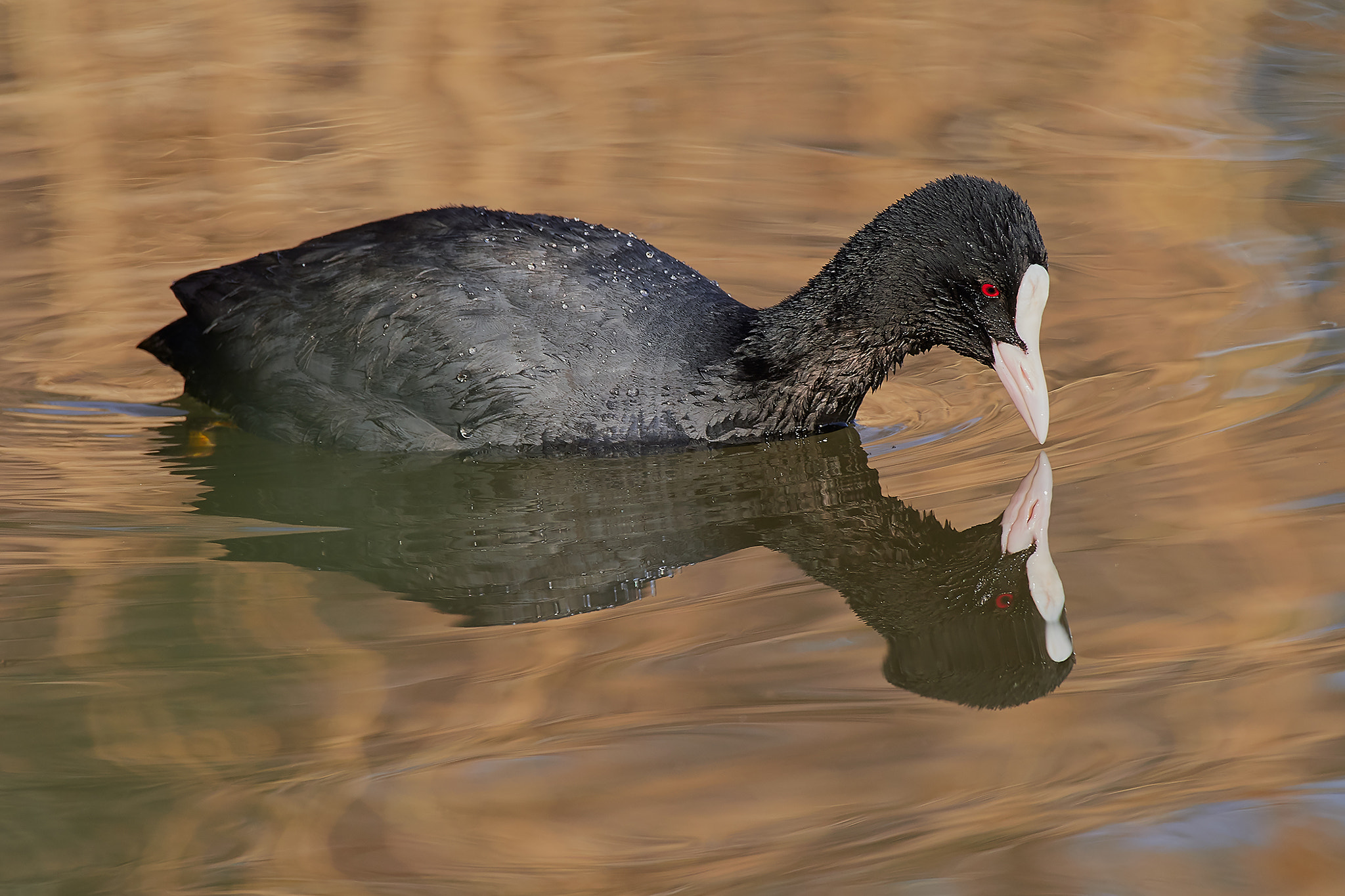 Nikon AF-S Nikkor 200-500mm F5.6E ED VR sample photo. Folaga photography