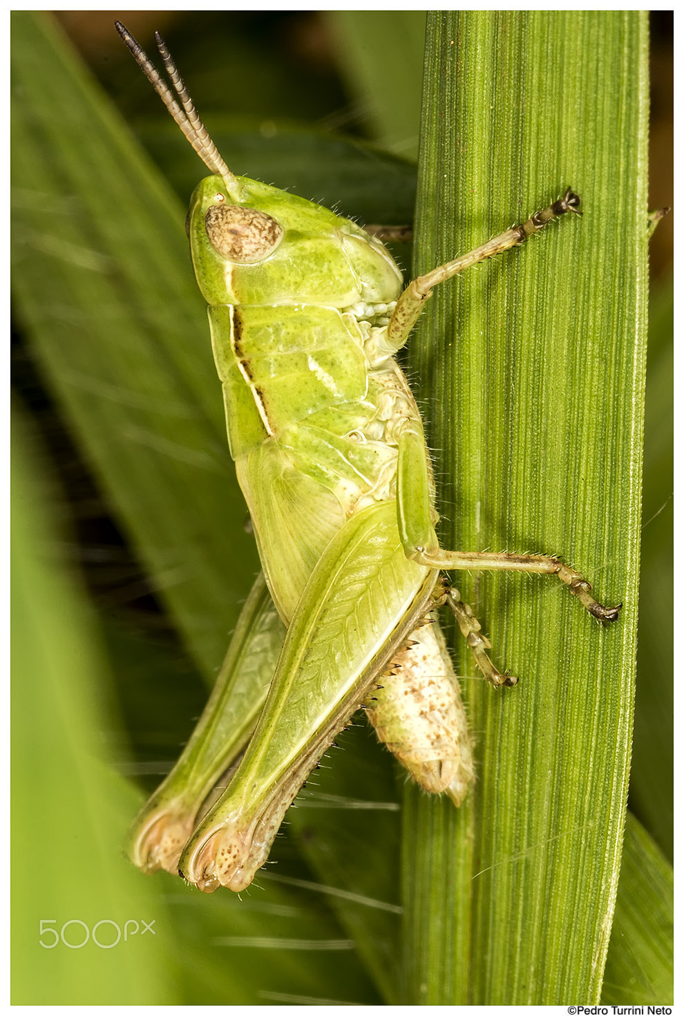 Canon EF 100mm F2.8L Macro IS USM sample photo. Cricket photography