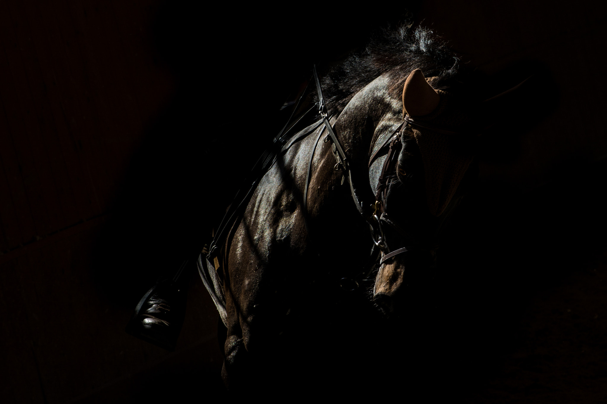 Nikon D7100 sample photo. Equestrian shadows photography