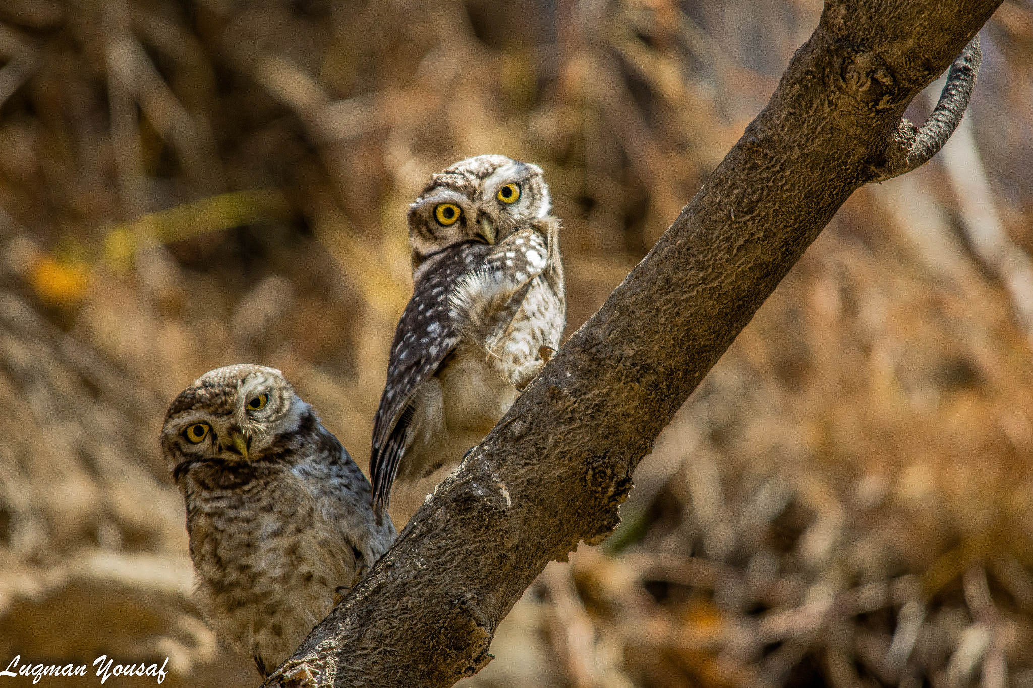 Canon EOS 1200D (EOS Rebel T5 / EOS Kiss X70 / EOS Hi) + Sigma 150-500mm F5-6.3 DG OS HSM sample photo. Spotted owlets photography