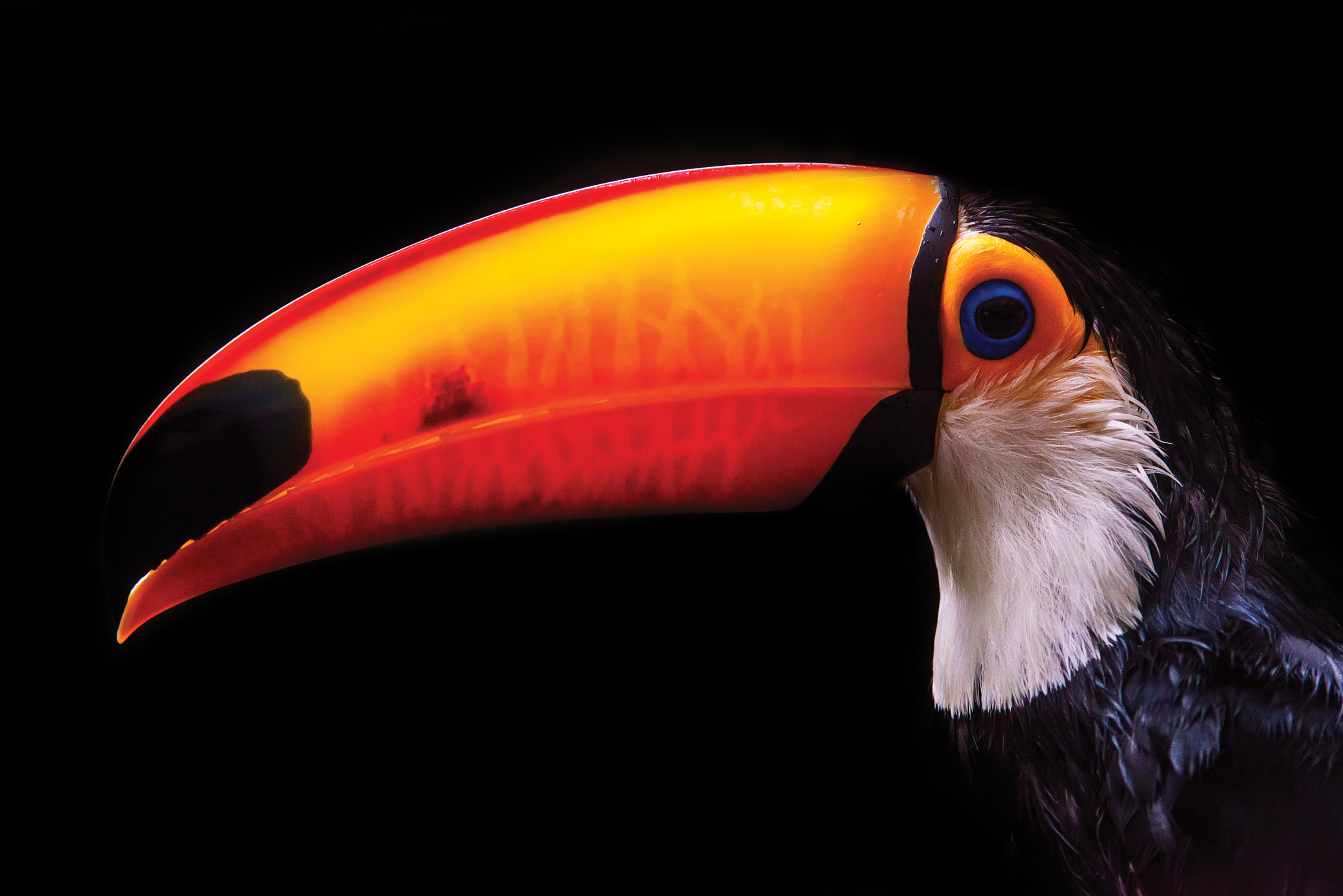 Nikon D800 sample photo. Toco toucan  photography