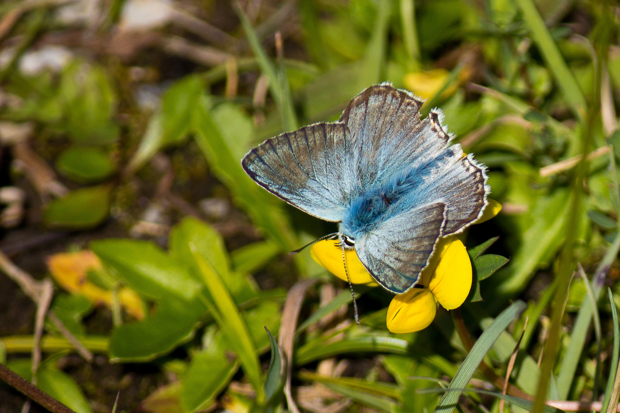 Canon EF-S 55-250mm F4-5.6 IS sample photo. Fluffy and blue photography