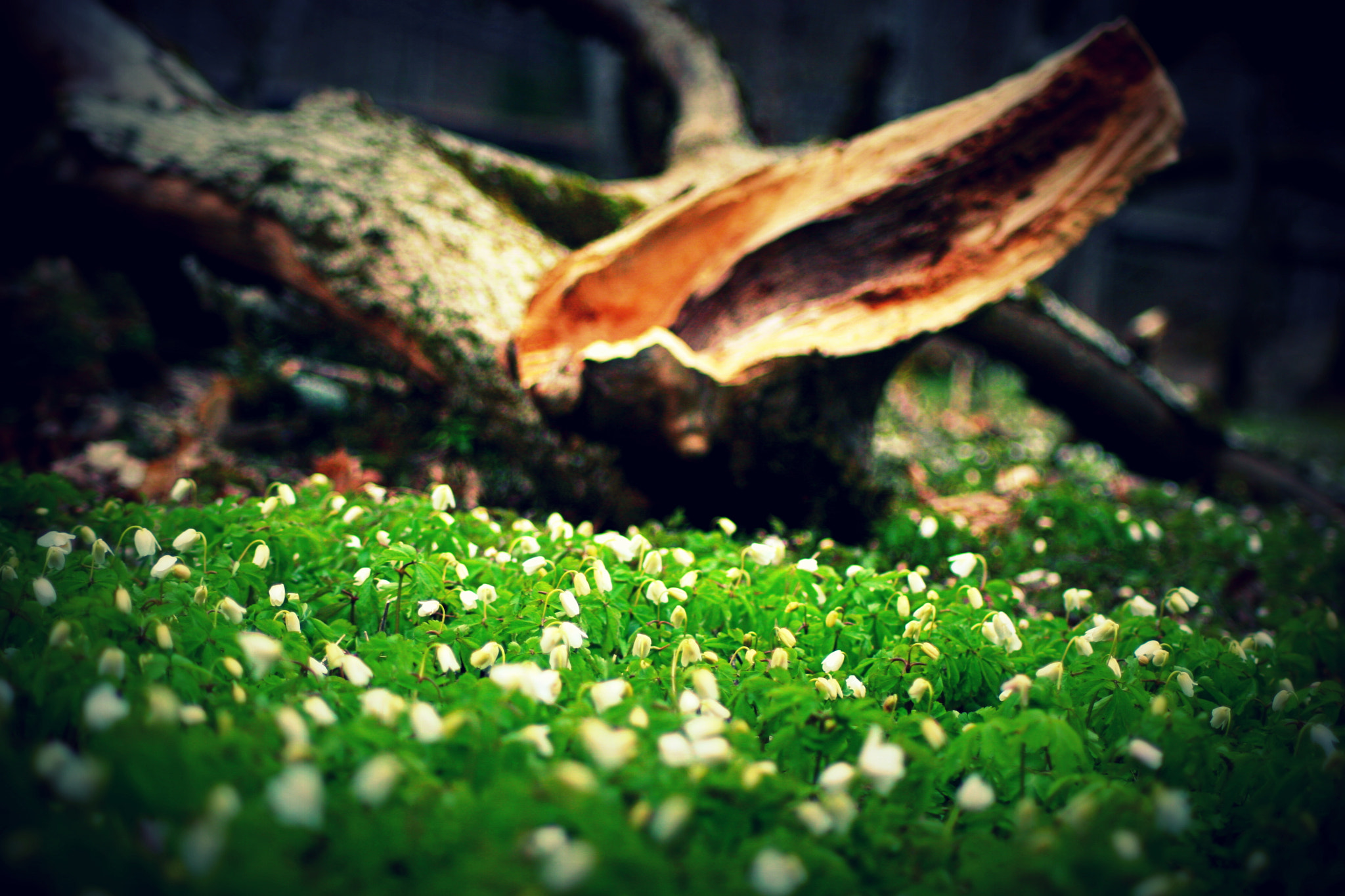 Canon EOS 30D sample photo. Img photography