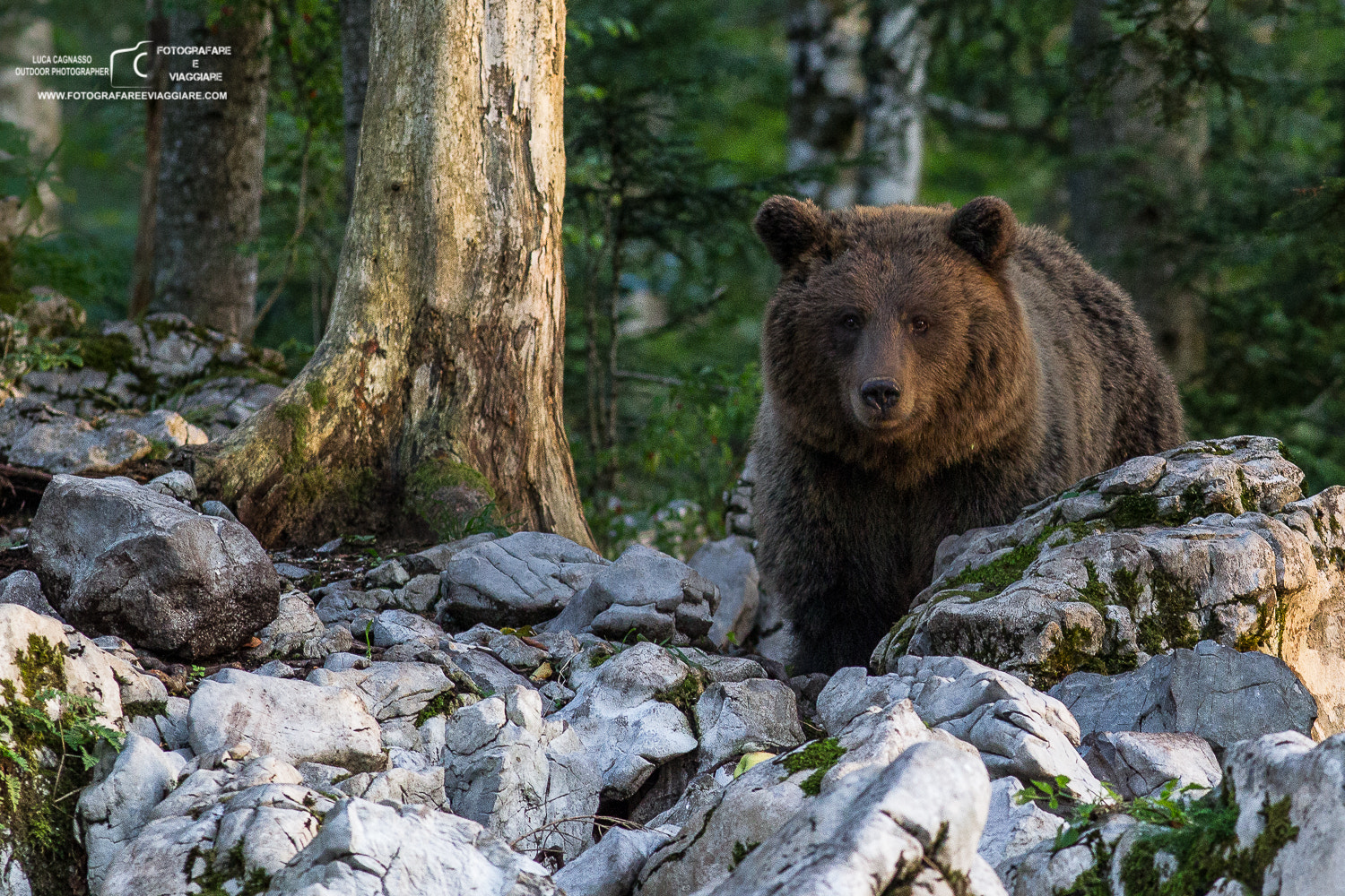 Canon EF 200mm f/2.8L sample photo. Wildlife in photography