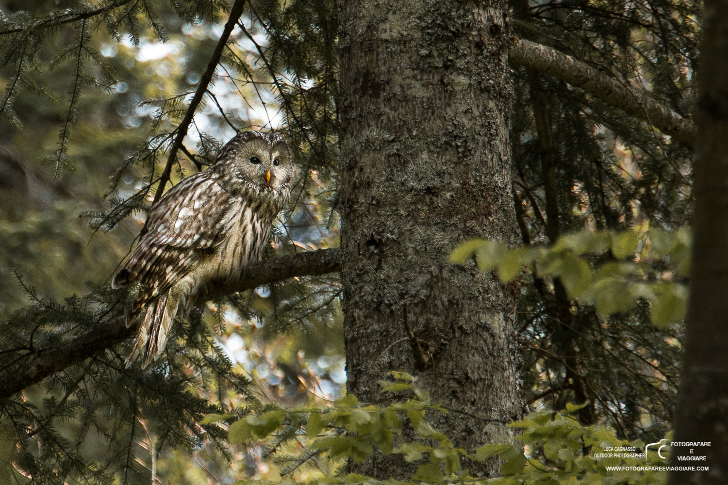 Canon EOS-1D Mark IV sample photo. Wildlife in photography