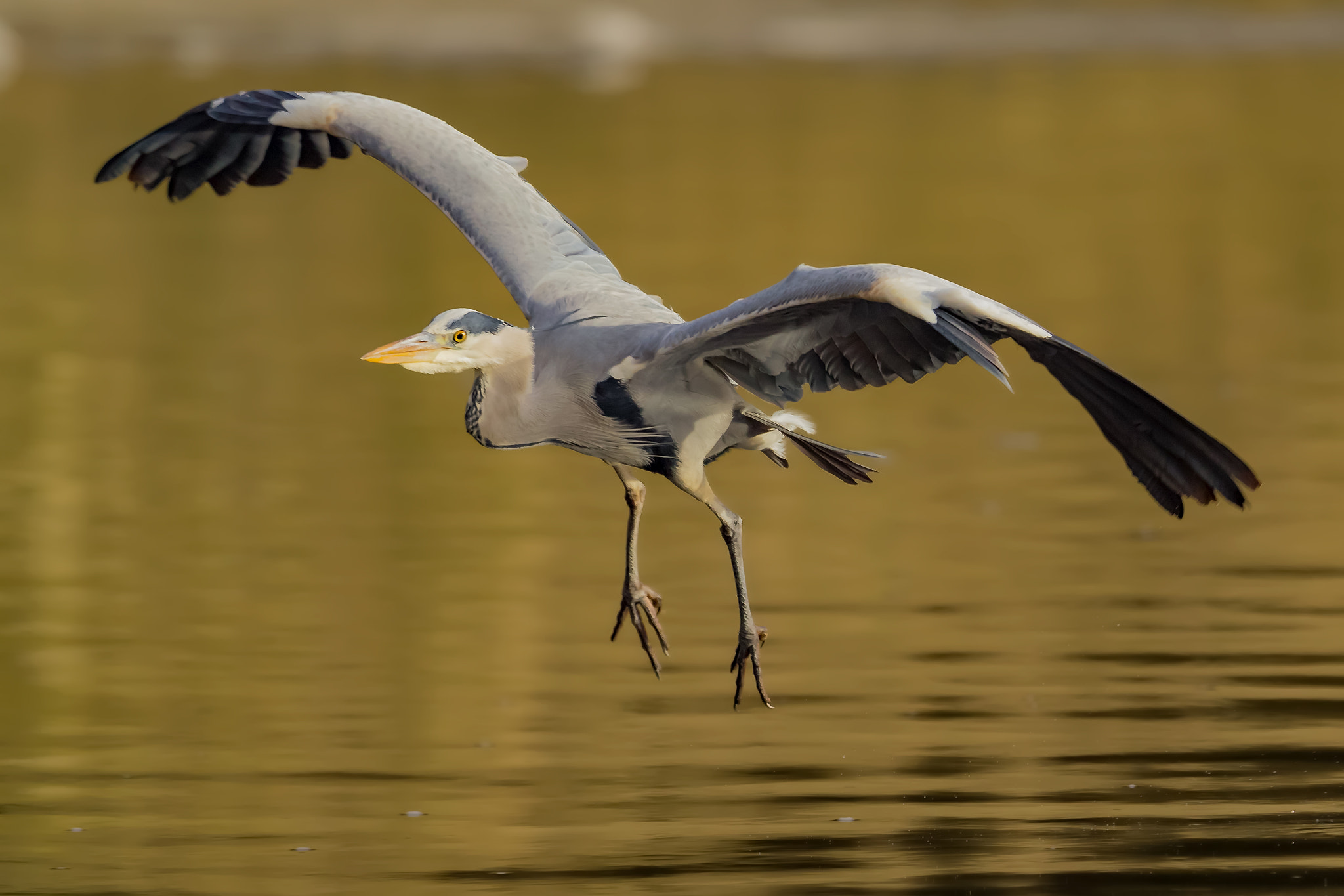 Canon EOS-1D X Mark II sample photo. Grey heron landing.... photography