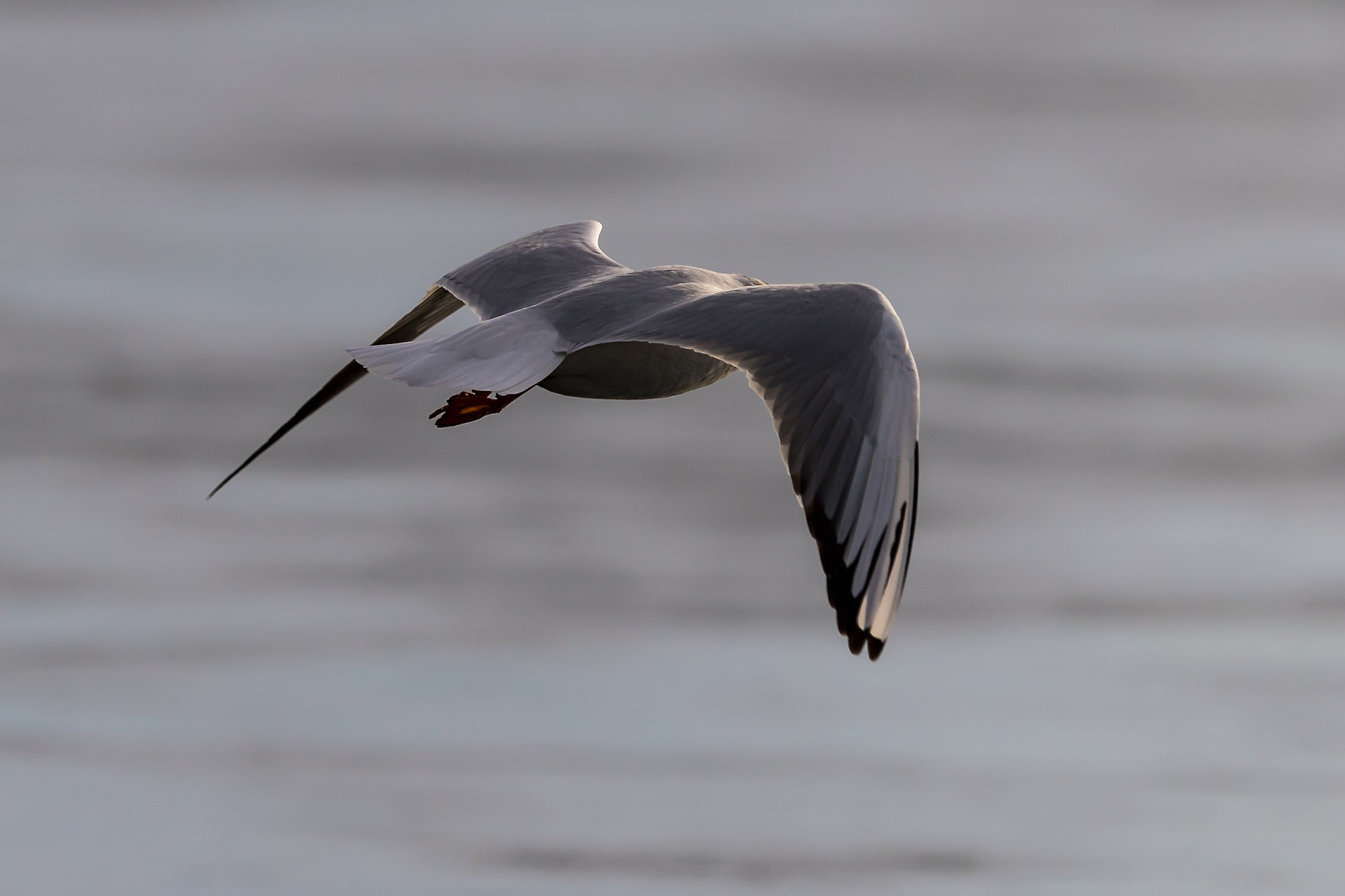 Canon EF 400mm F2.8L IS II USM sample photo. One photography